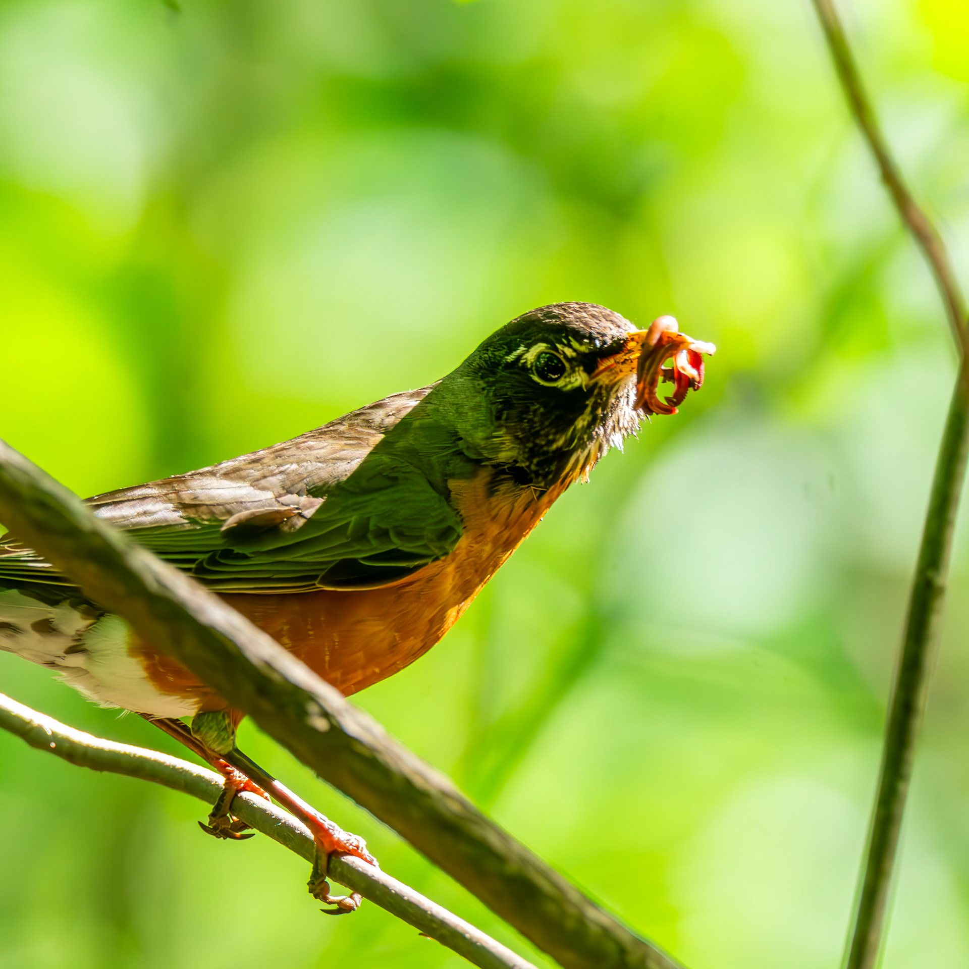 American Robin