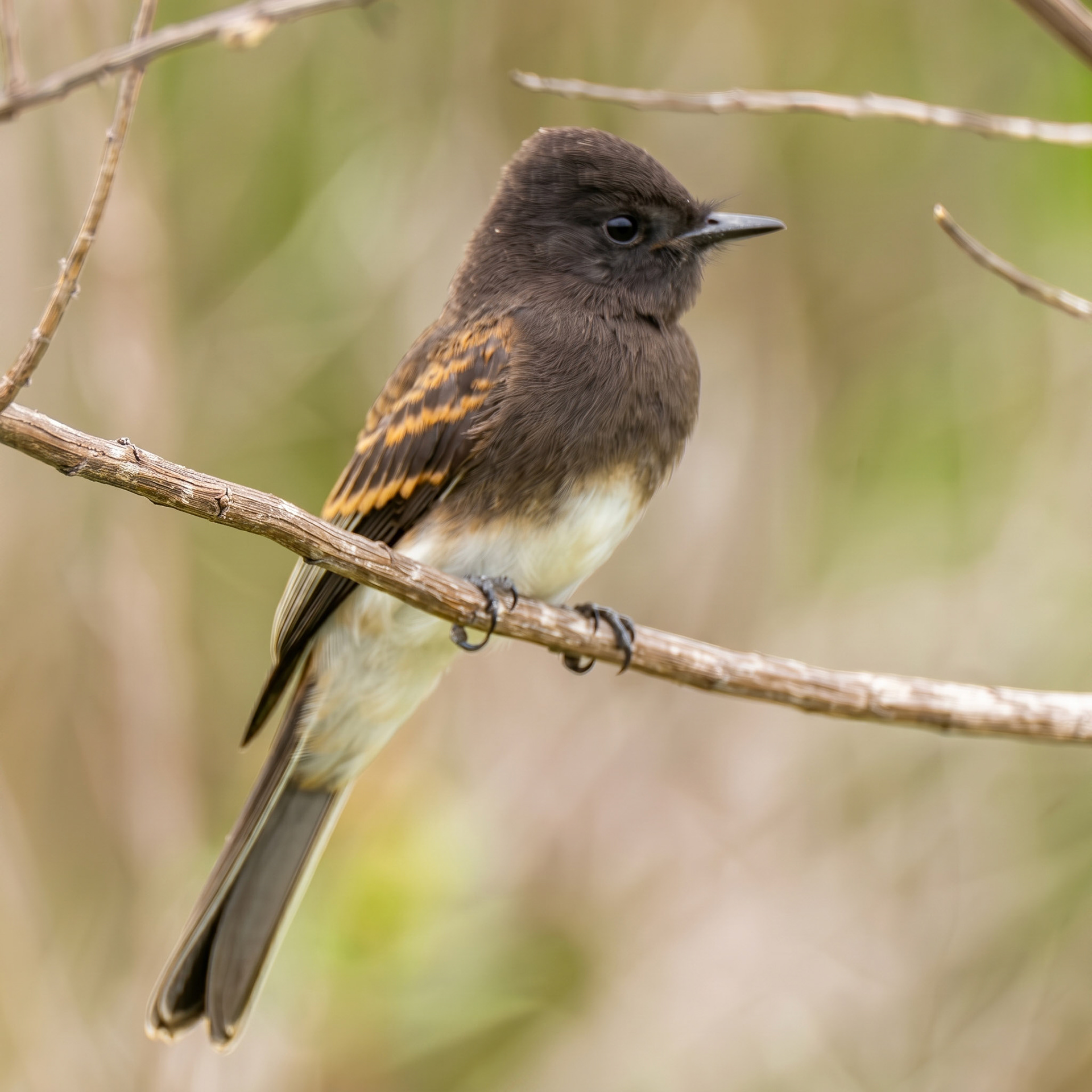 Black Phoebe