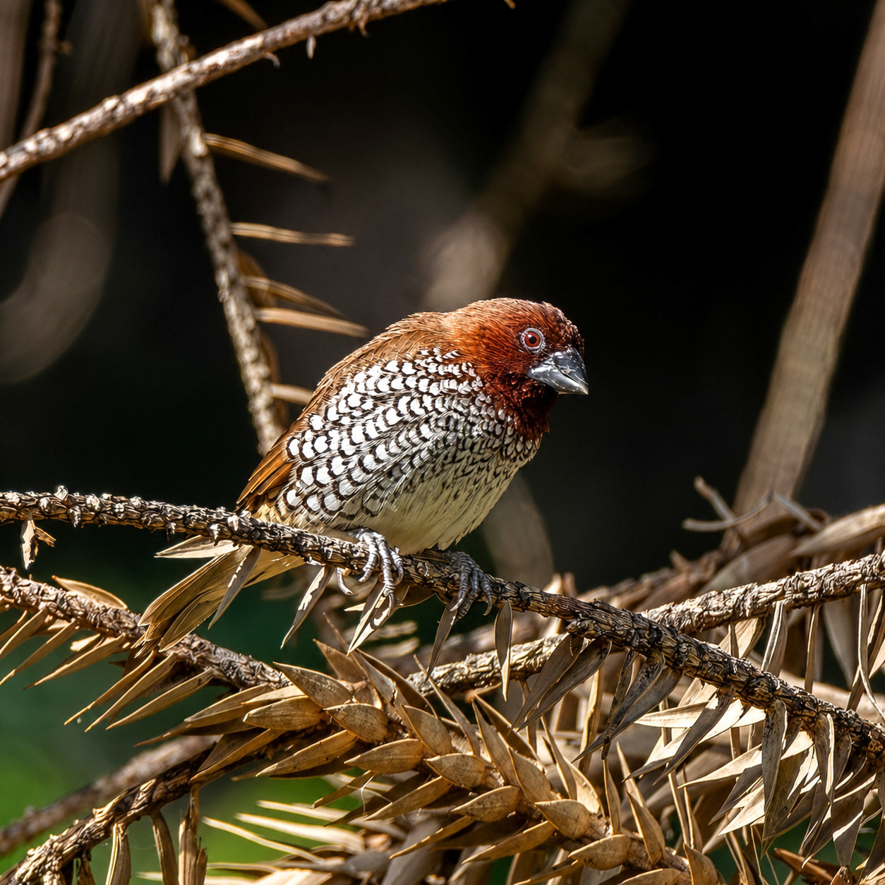 Scaly-Breasted Munia