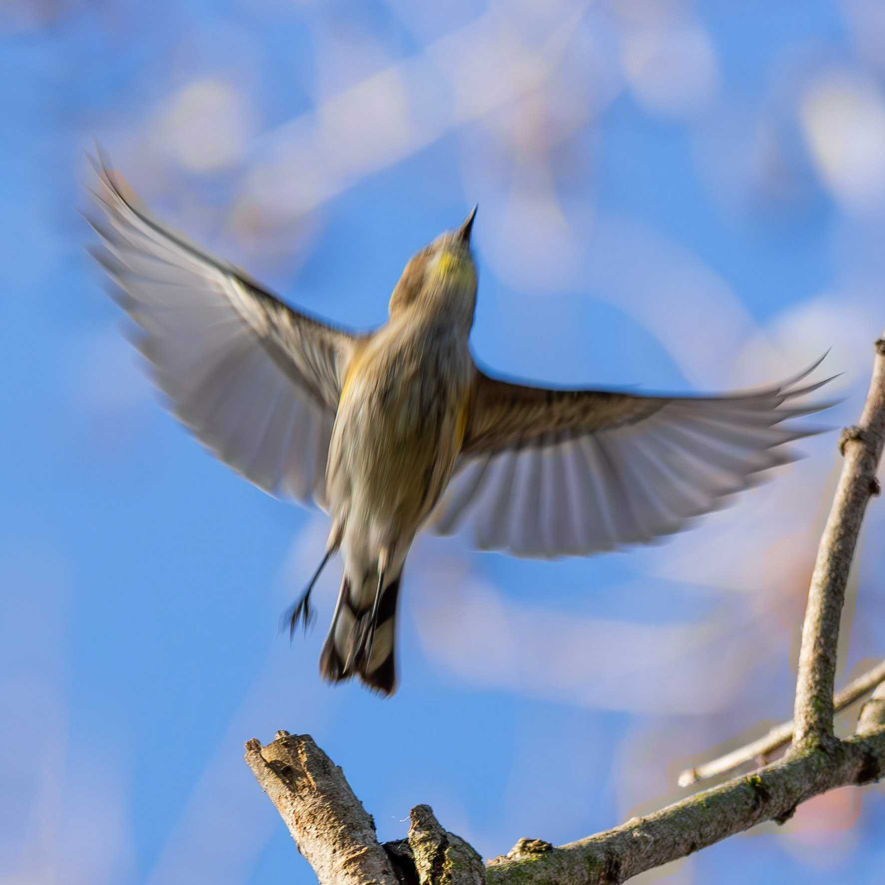 Myrtle Warbler