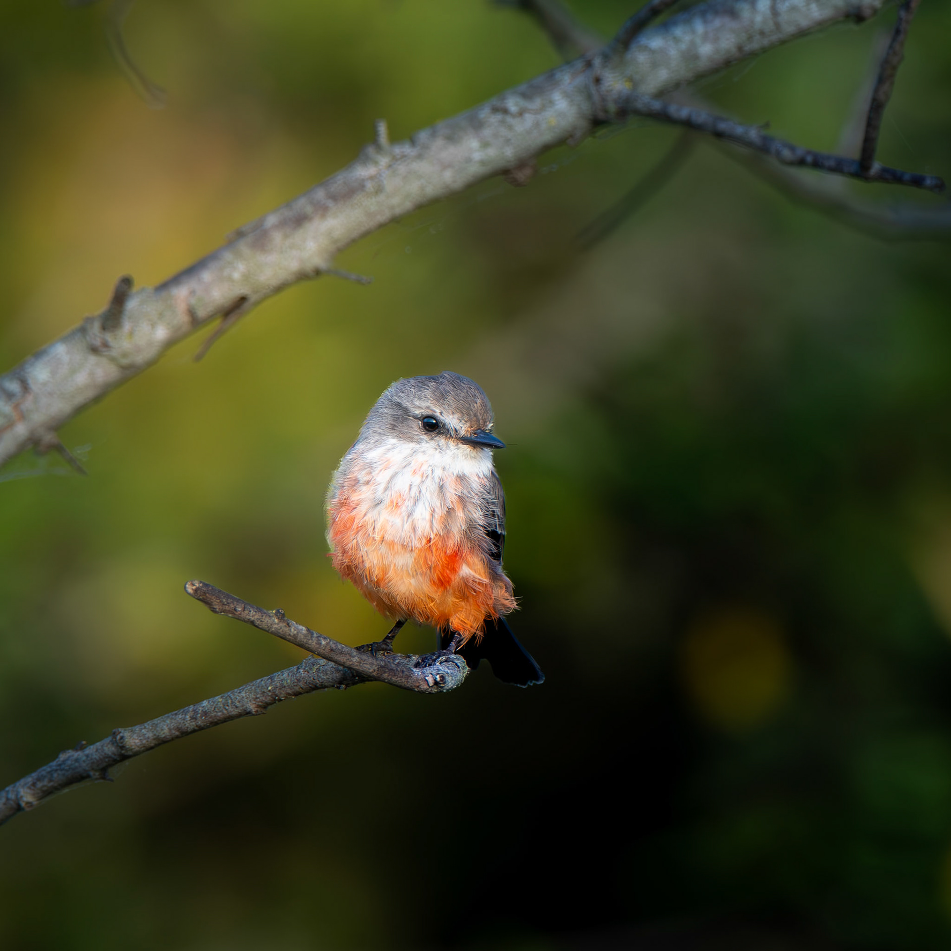 Vermillion Flycatcher
