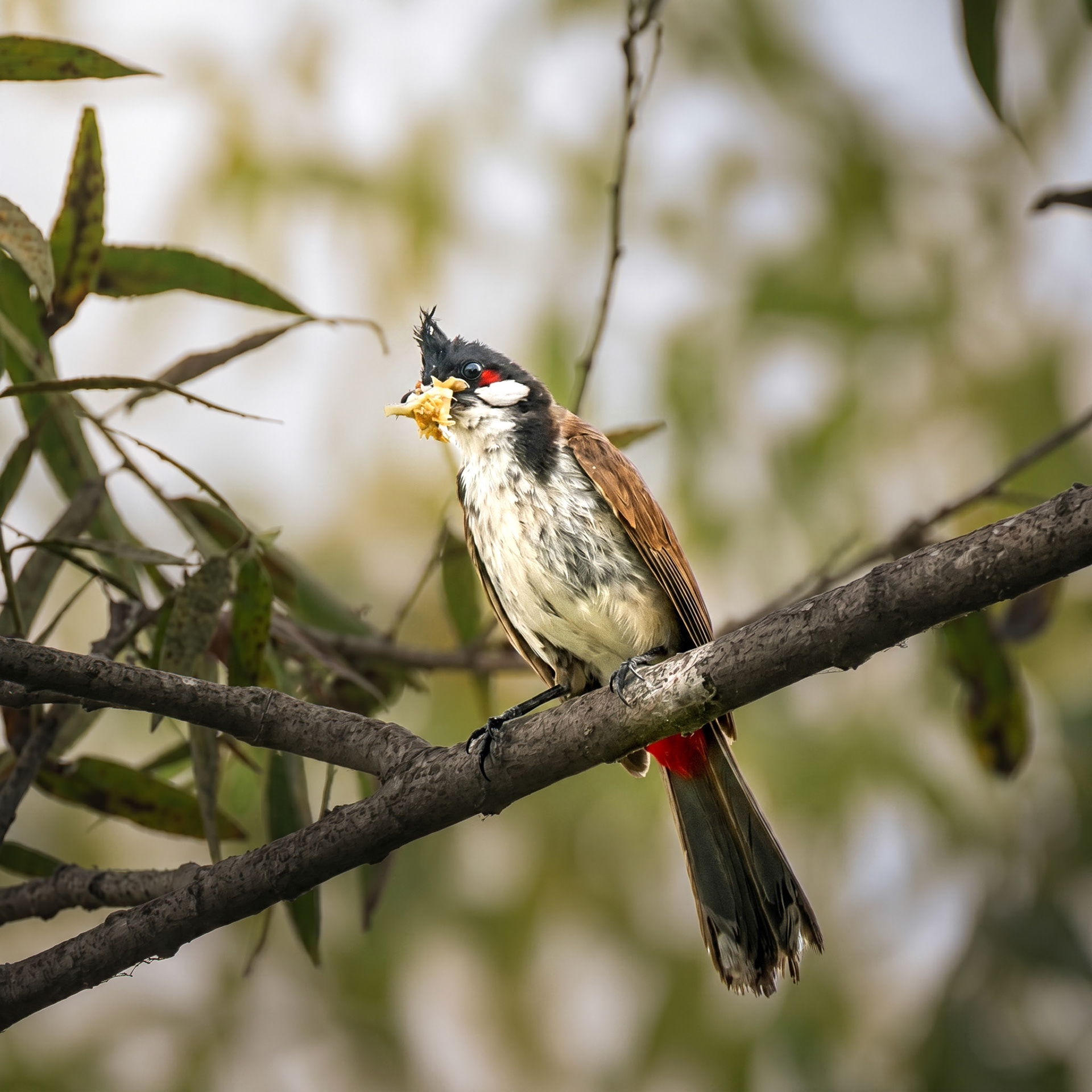 Red-Whiskered Bulbul
