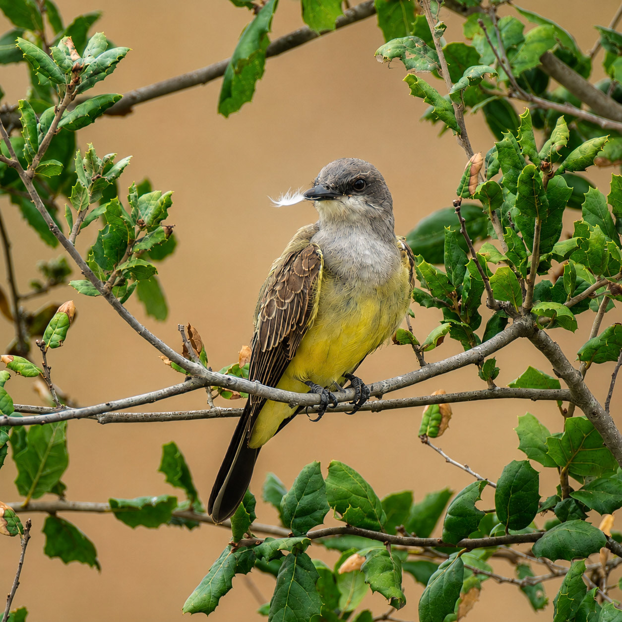 Cassin's Kingbird