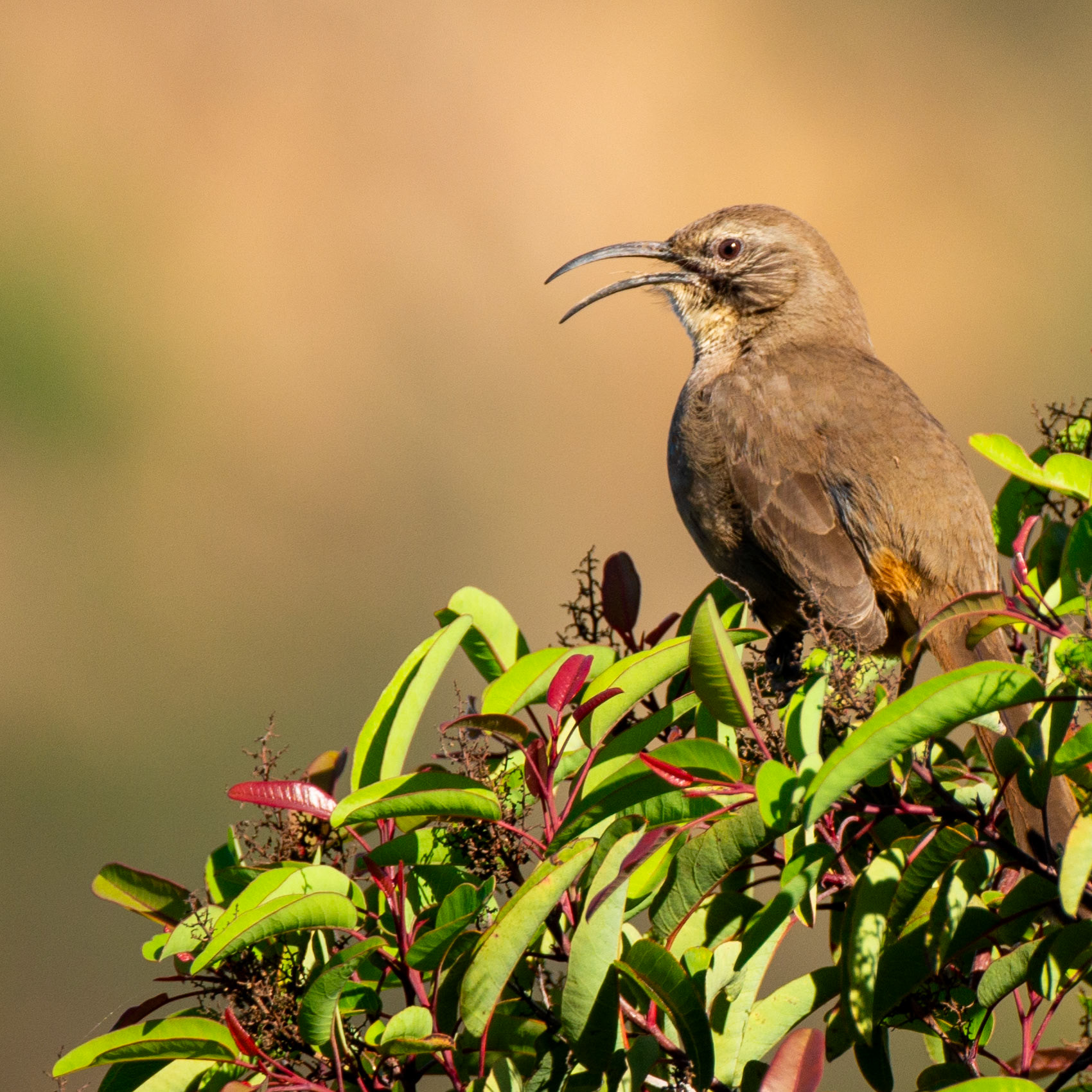 California Thrasher
