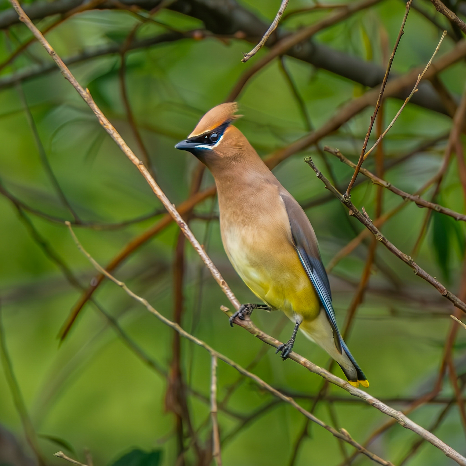 Cedar Waxwing
