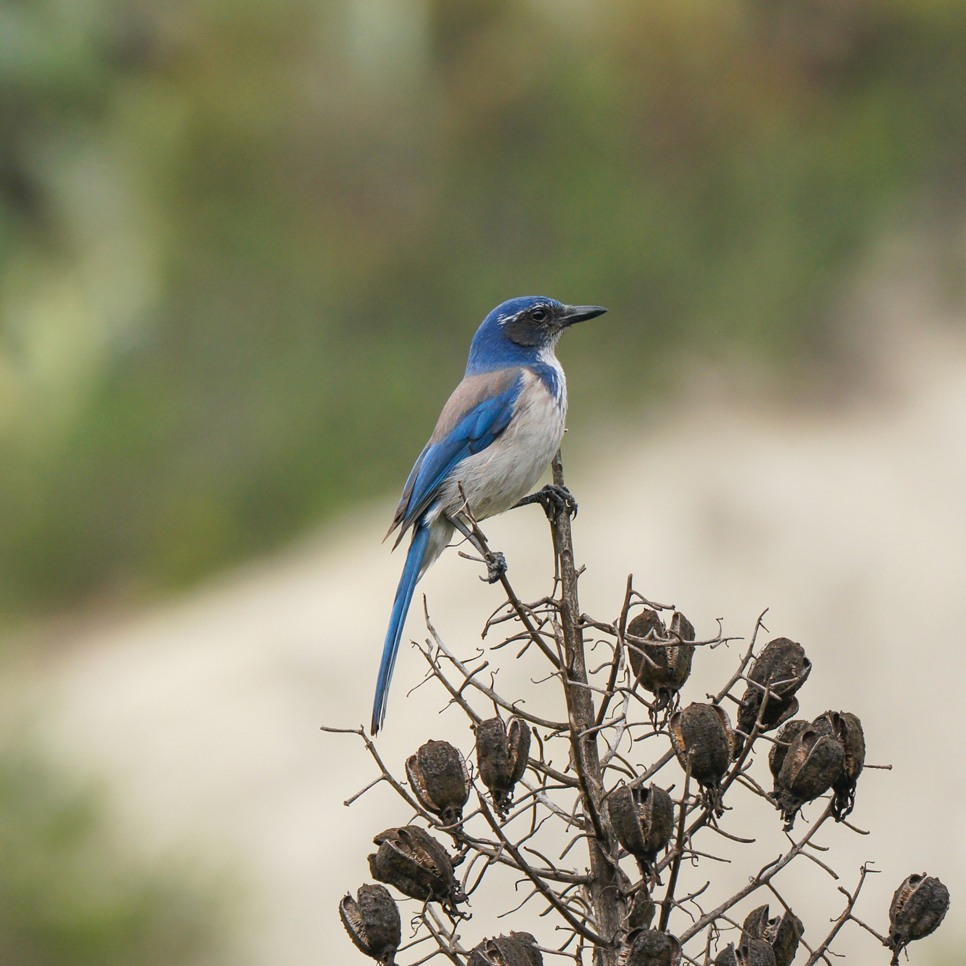 California Scrub Jay