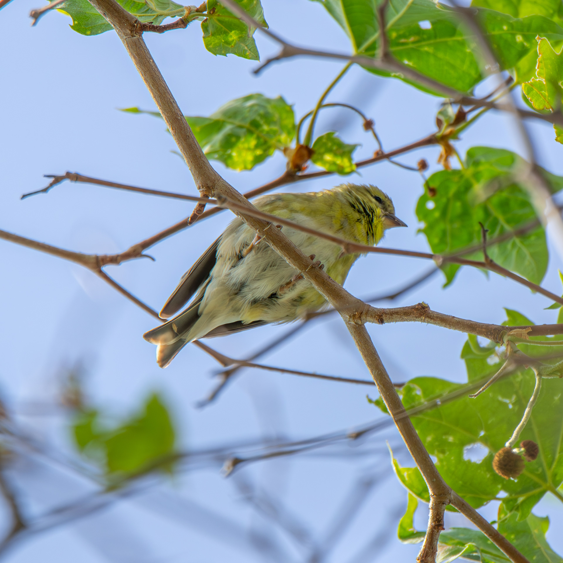 American Goldfinch