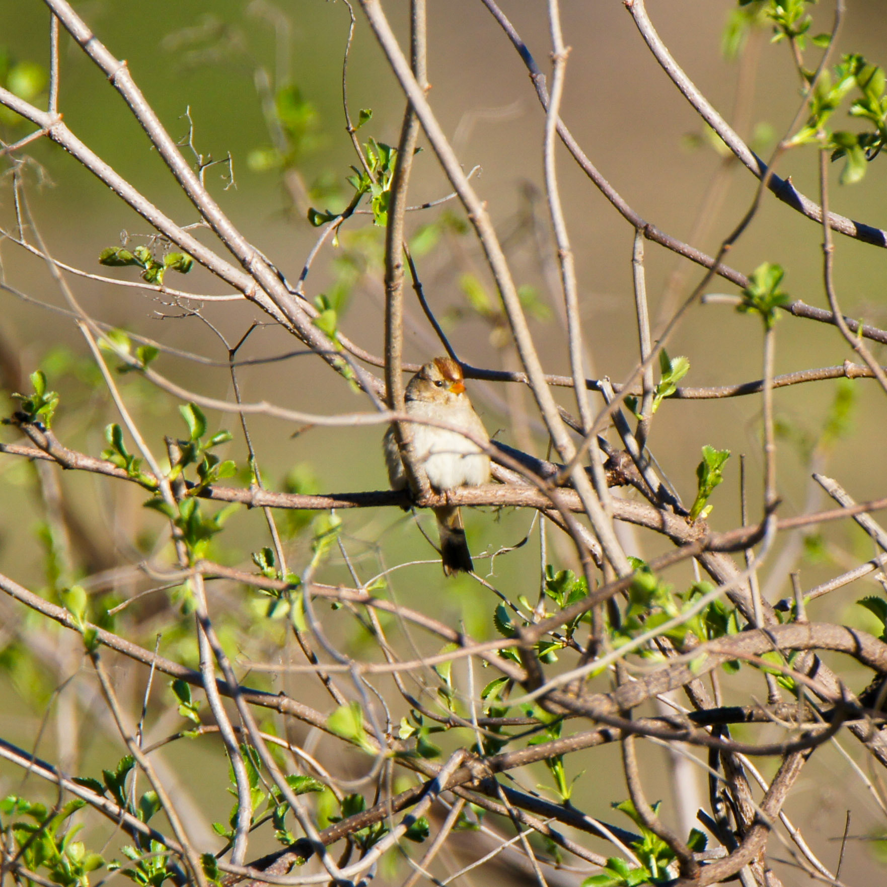 White-Crowned Sparrow