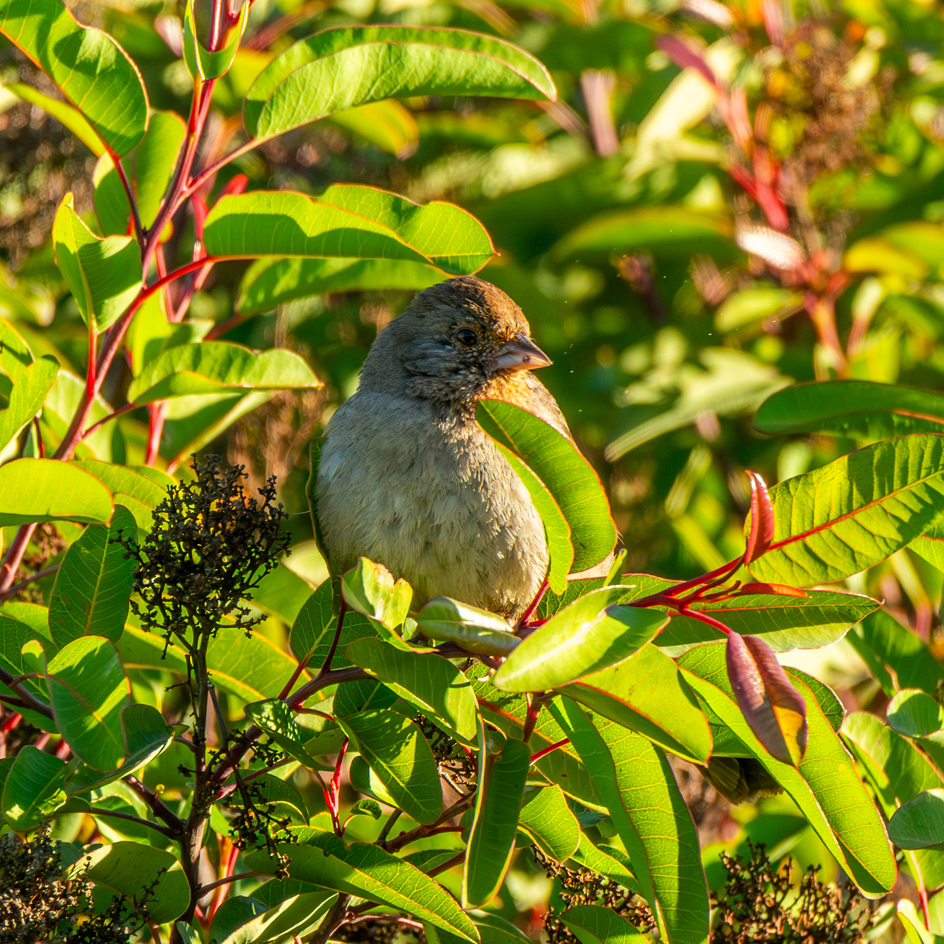 California Towhee