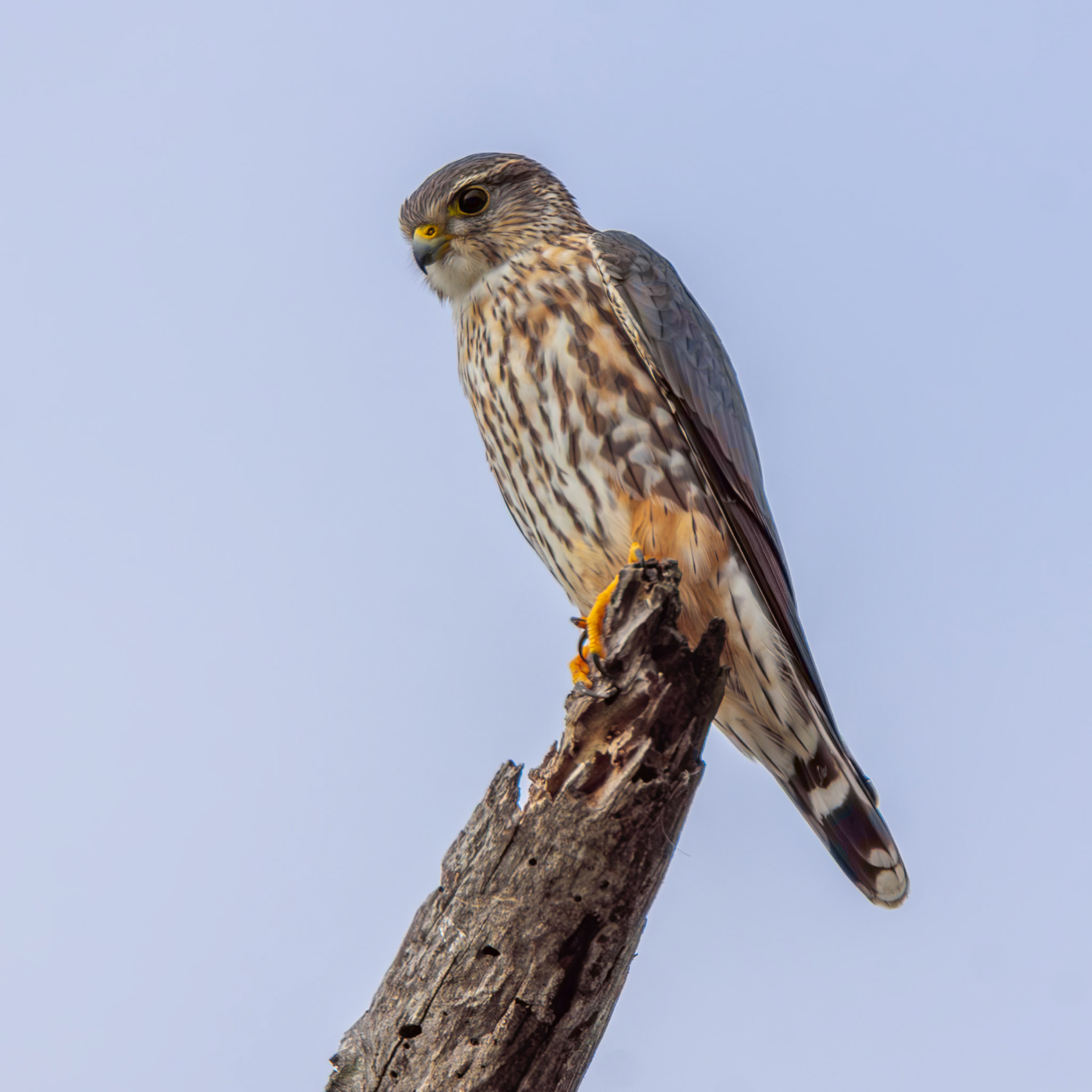 Merlin