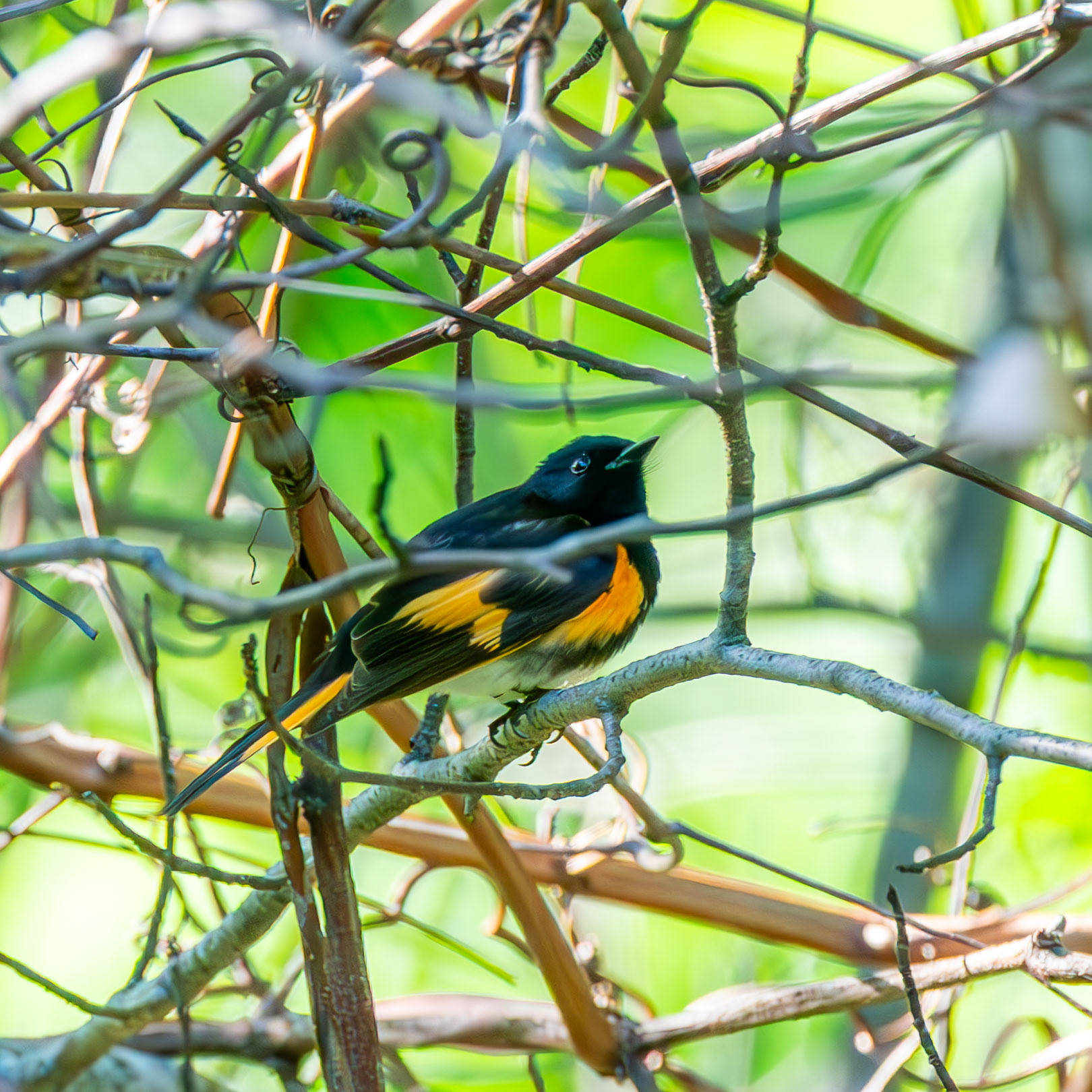 American Redstart