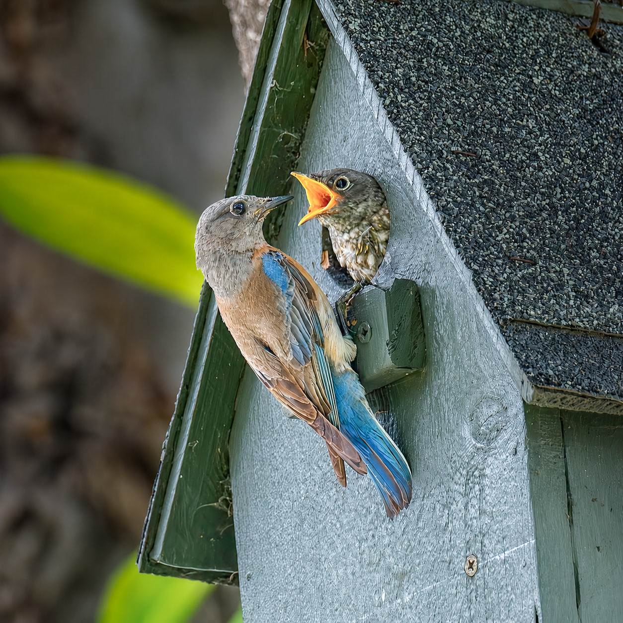 Western Bluebird
