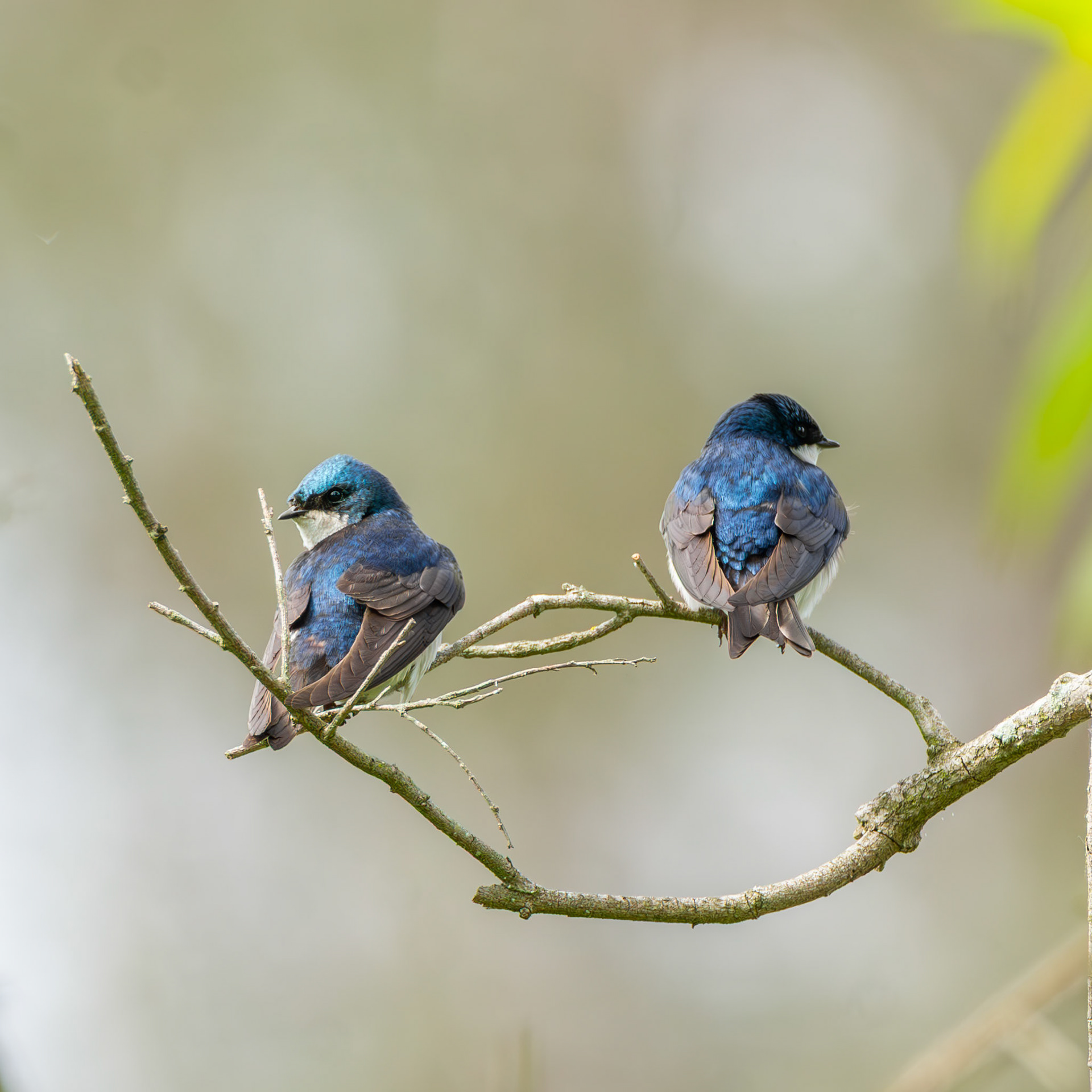 Tree Swallow