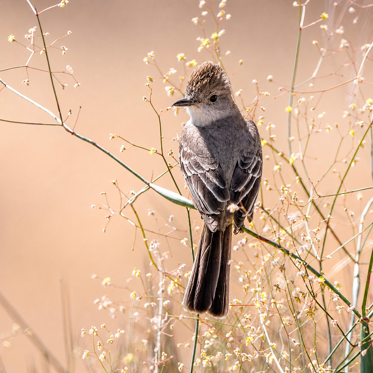 Brown-Crested Flycatcher