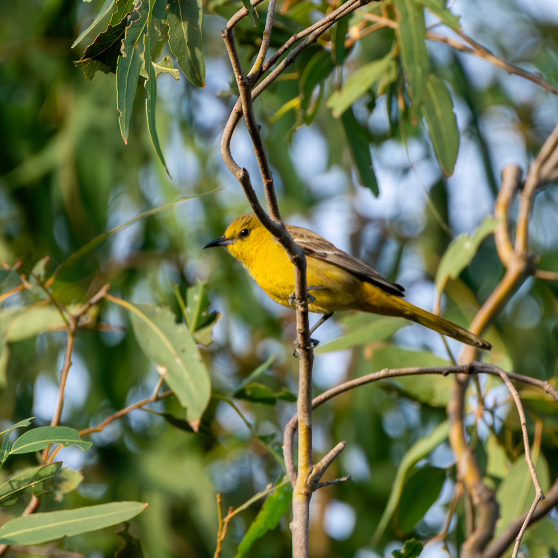 Hooded Oriole