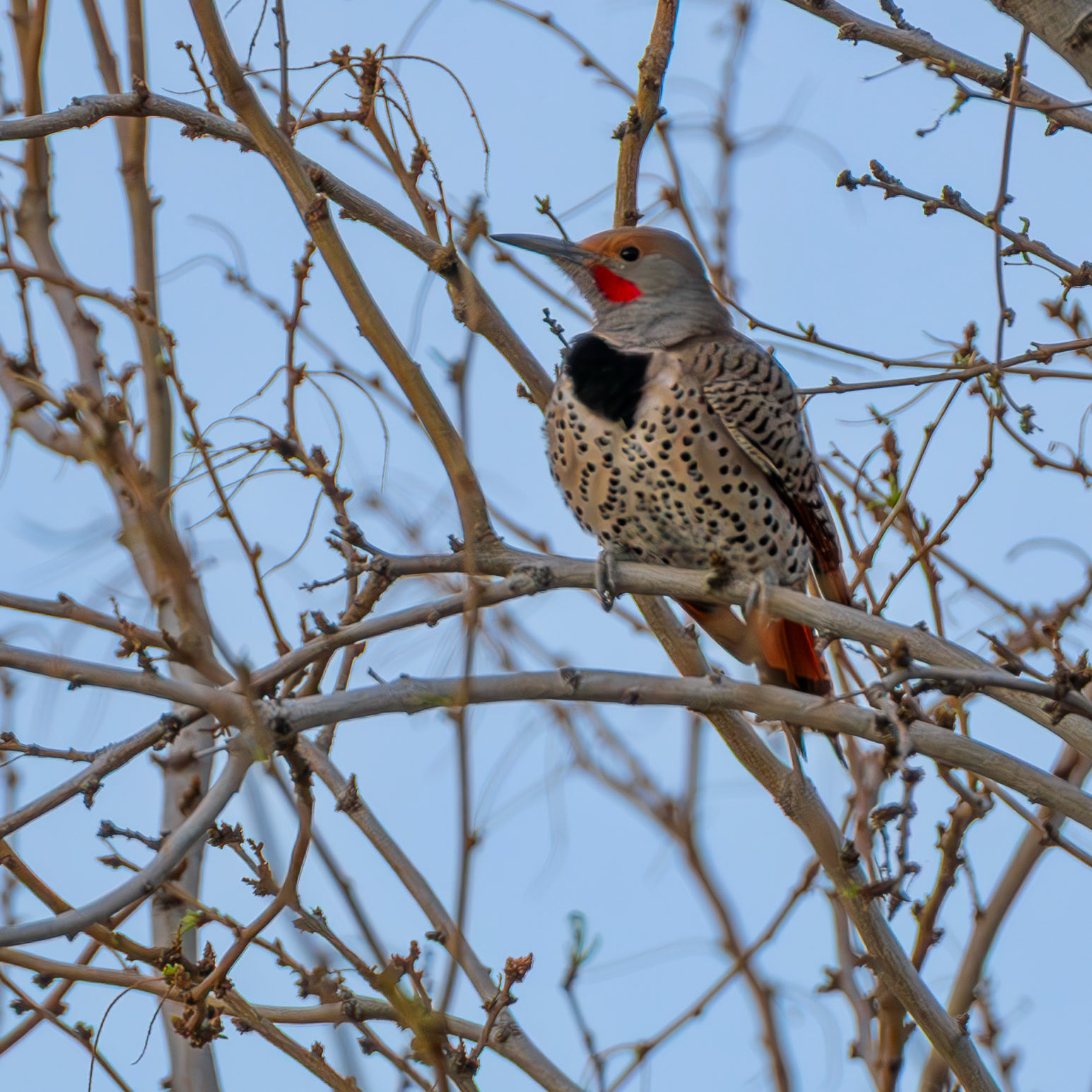 Northern Flicker