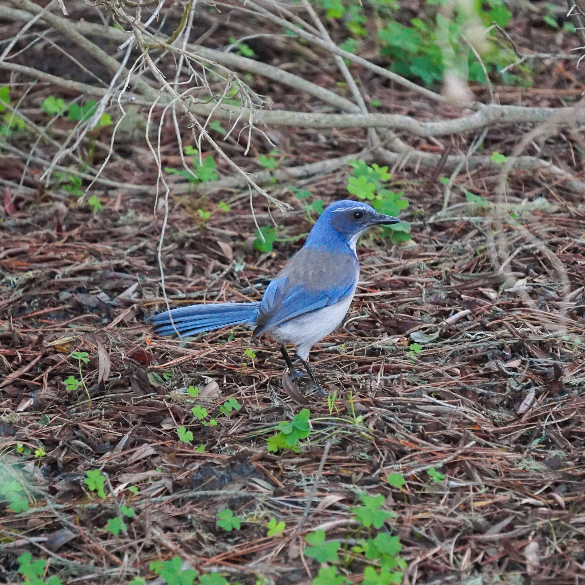 California Scrub Jay