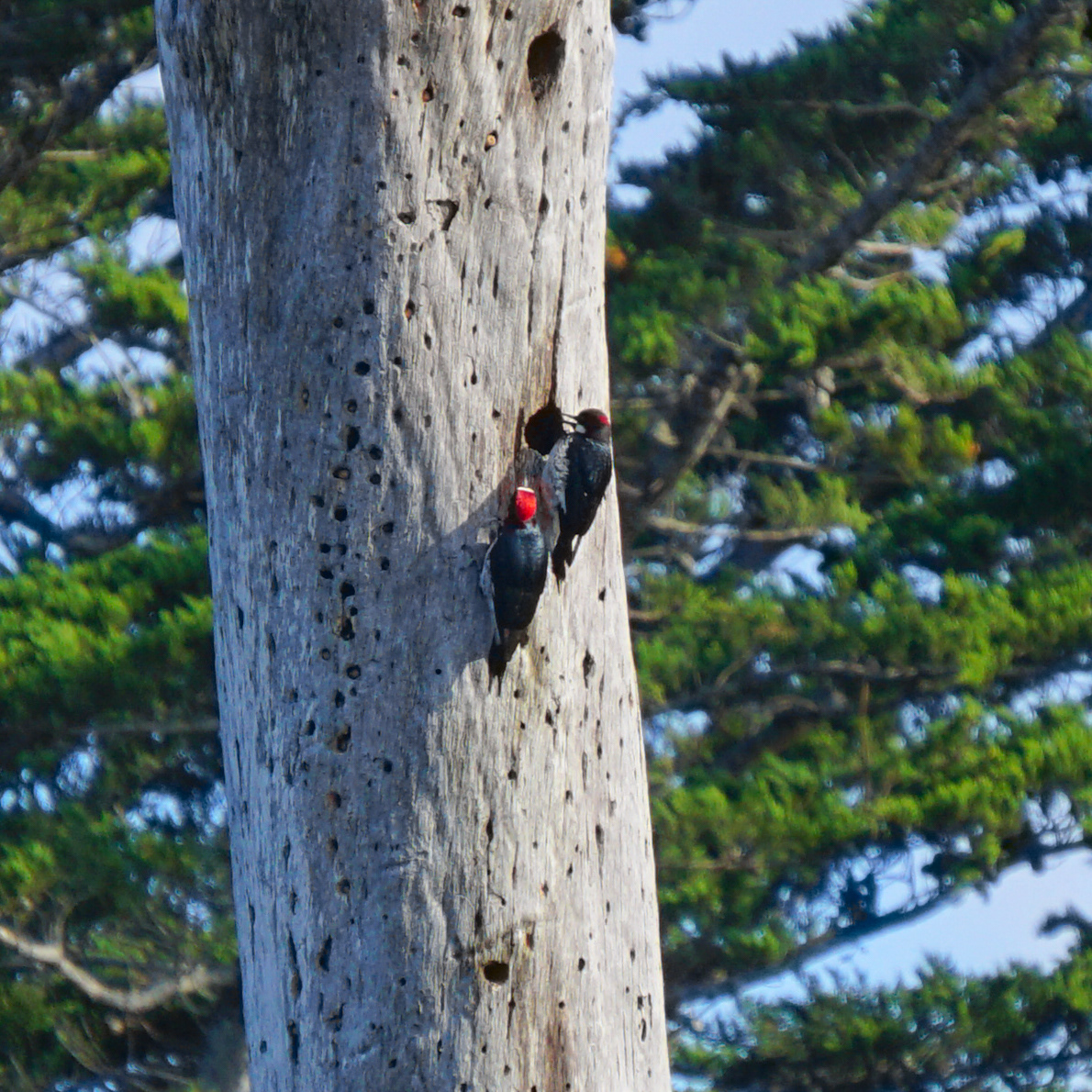 Acorn Woodpecker
