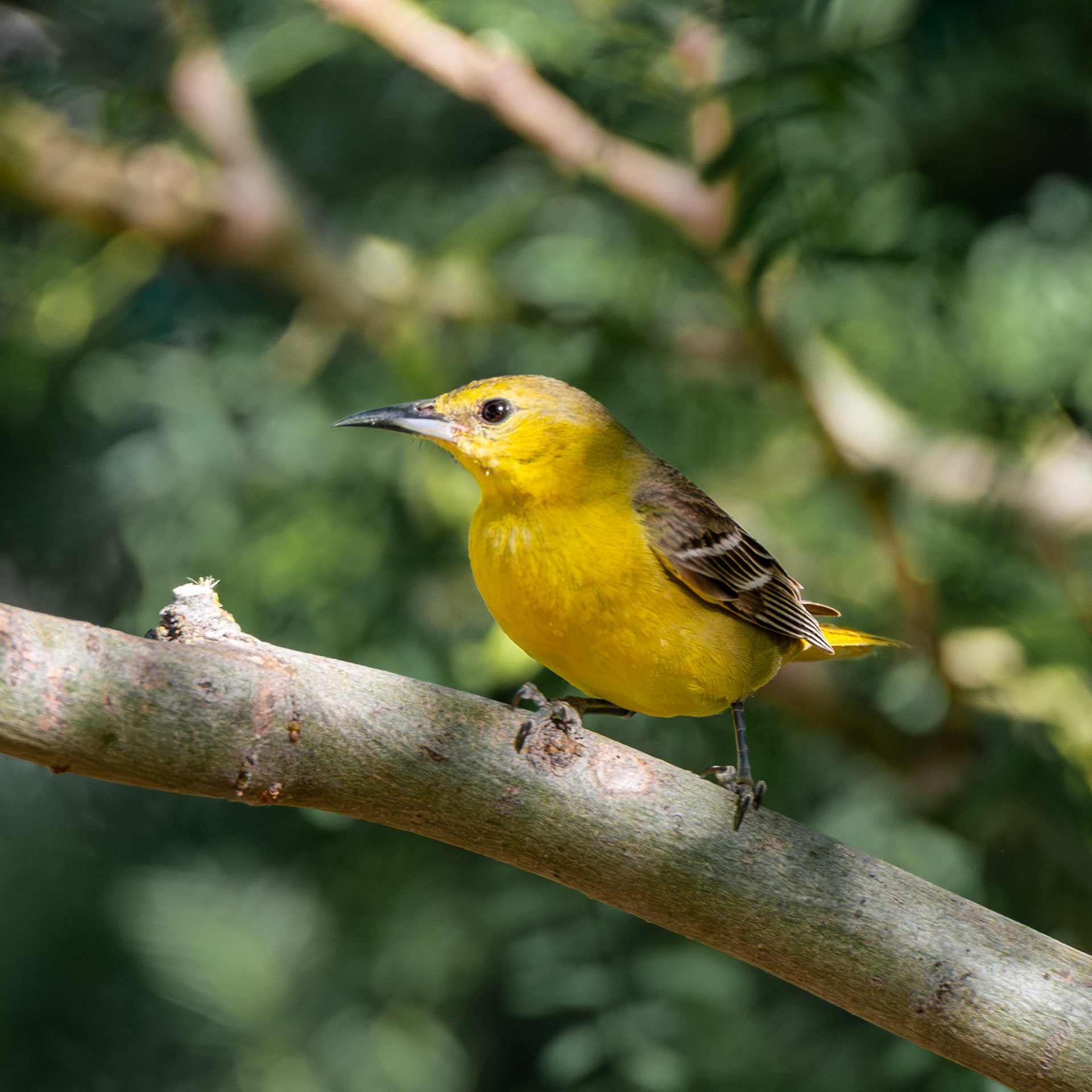 Hooded Oriole