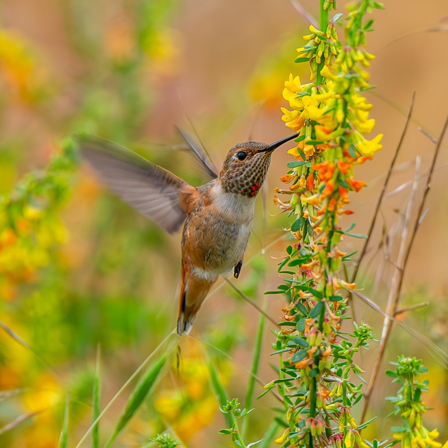 Allens' Hummingbird