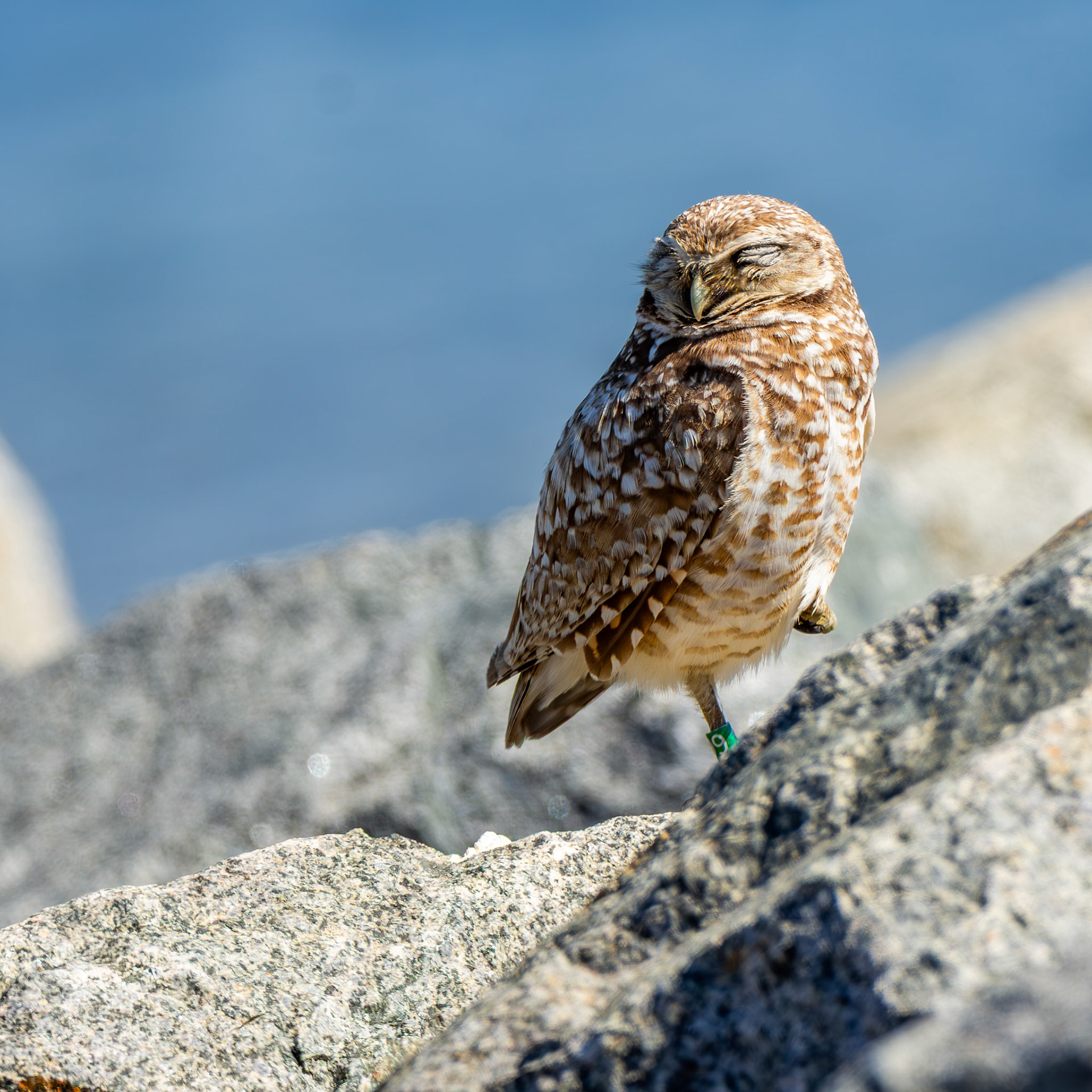 Burrowing Owl
