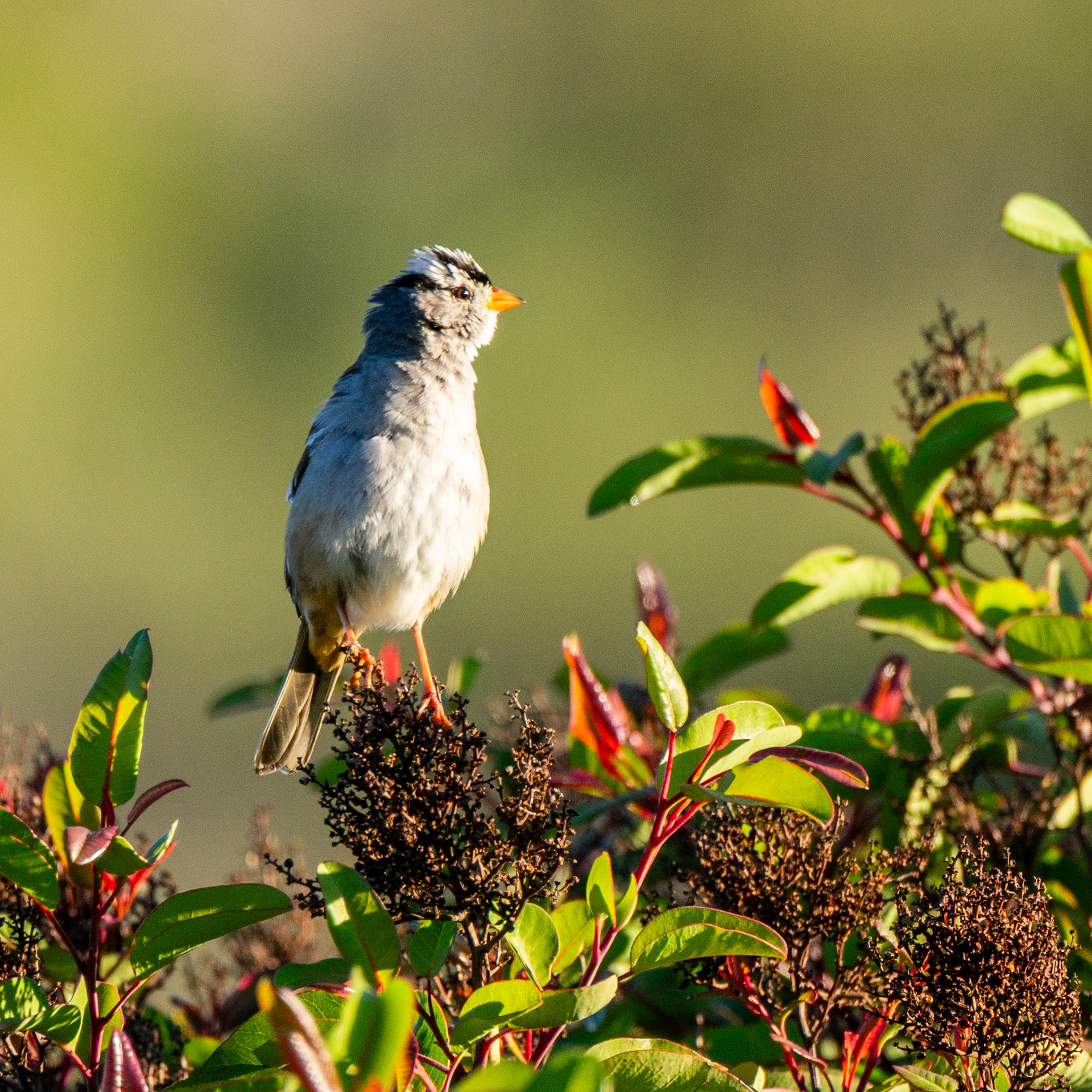 White-Crowned Sparrow