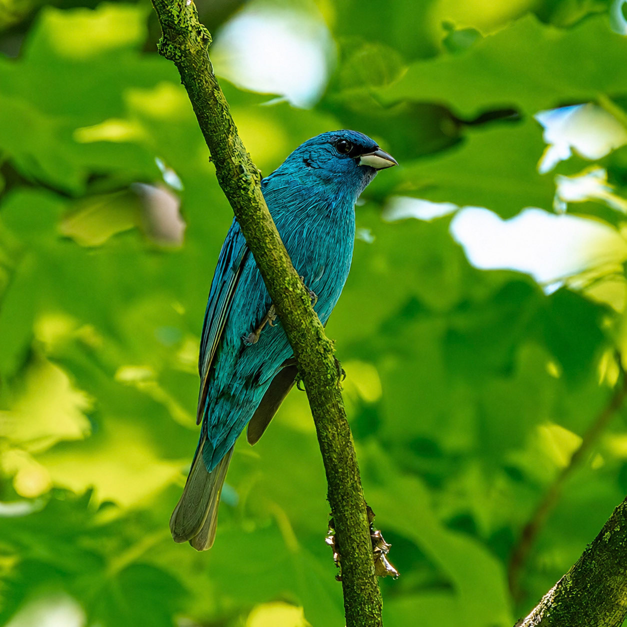 Indigo Bunting