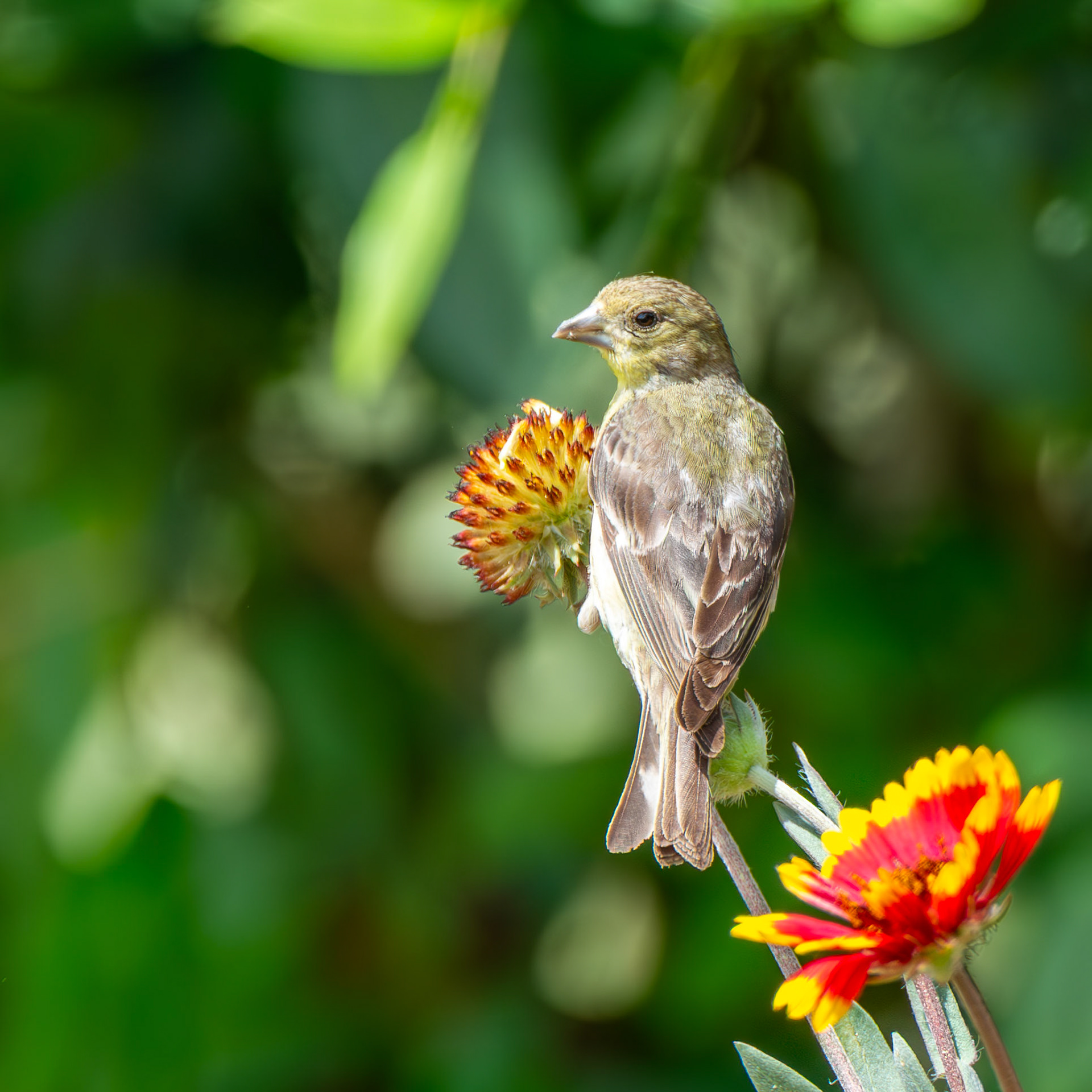 Lesser Goldfinch