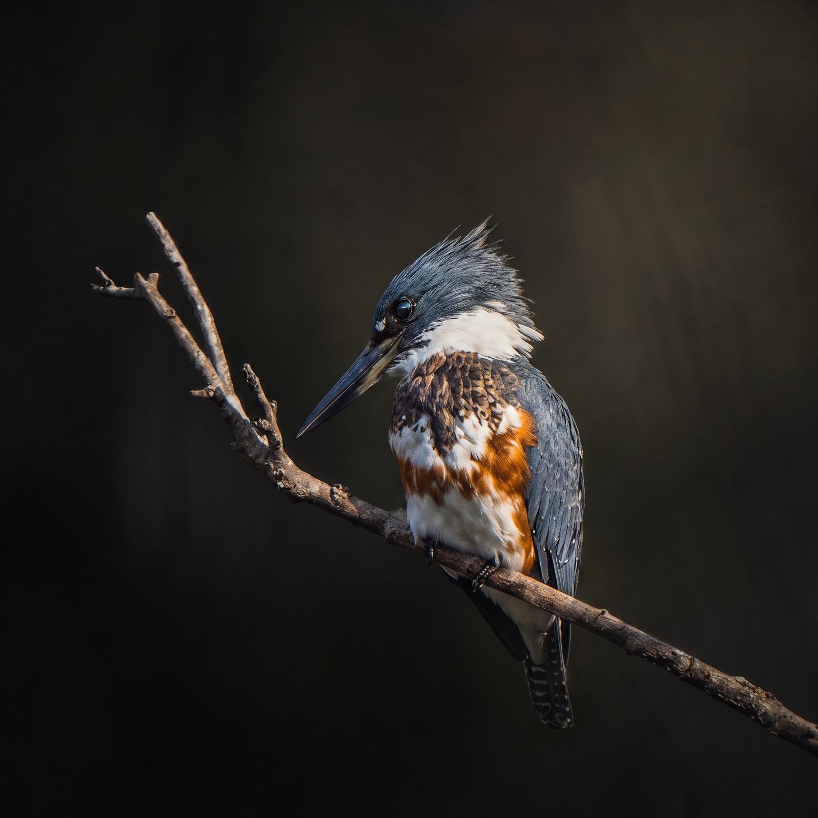 Belted Kingfisher