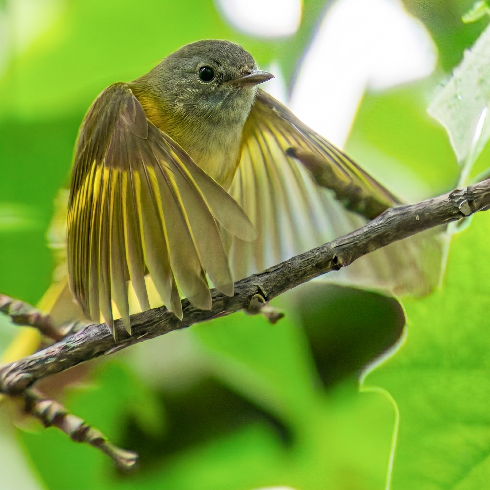 American Redstart