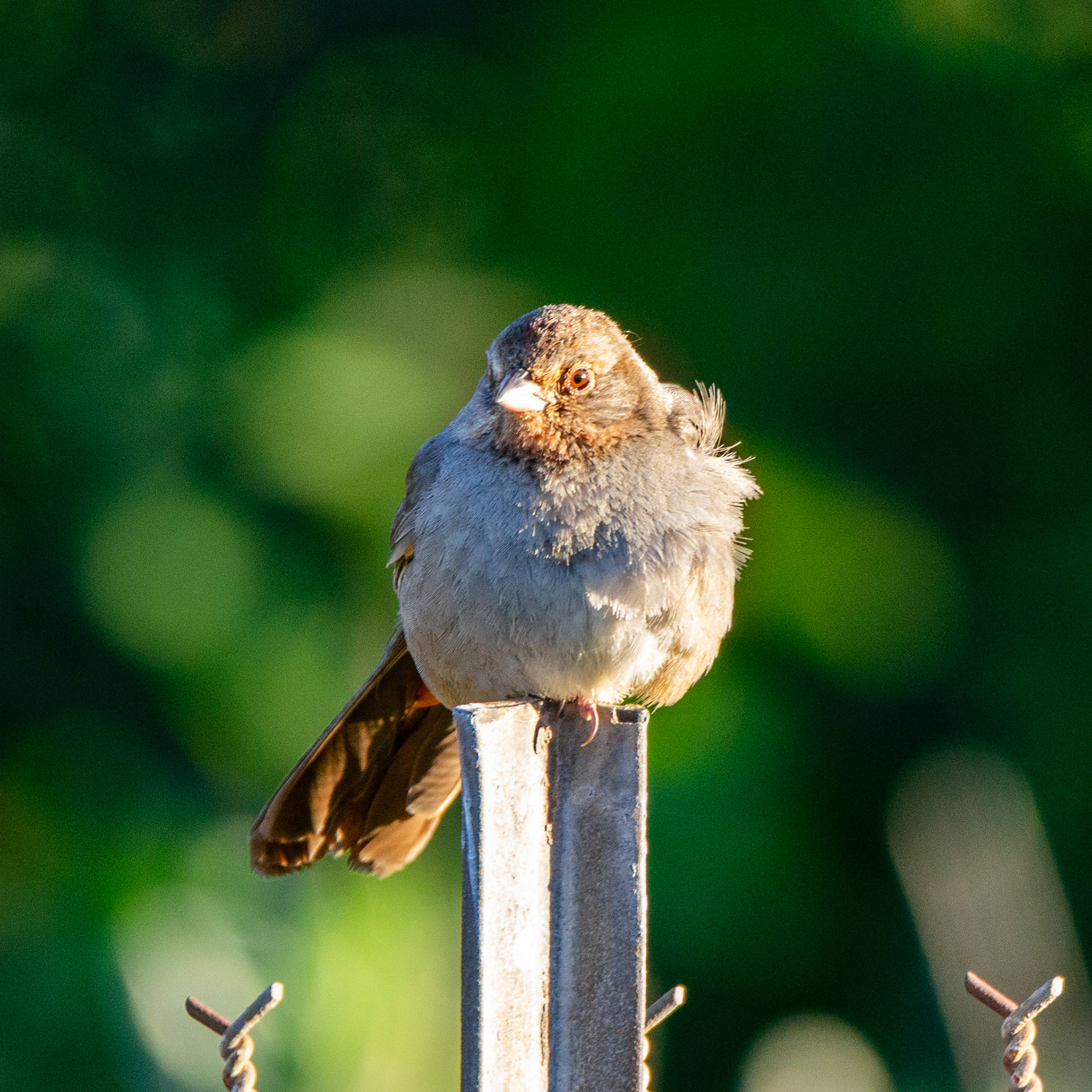 California Towhee