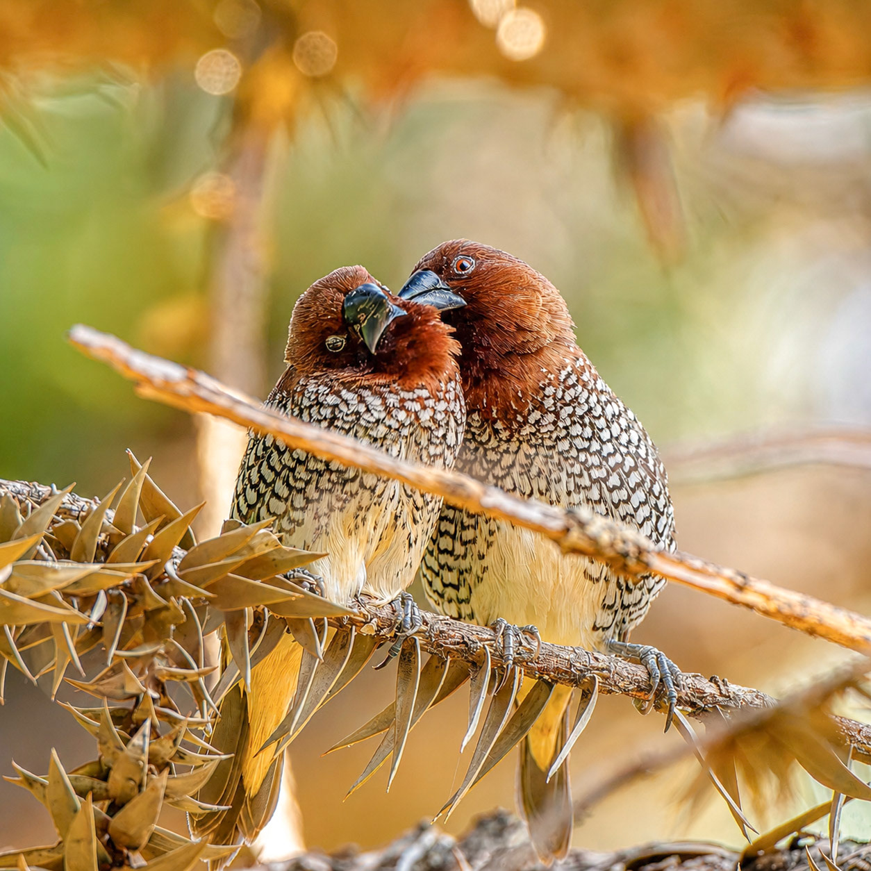 Scaly-Breasted Munia