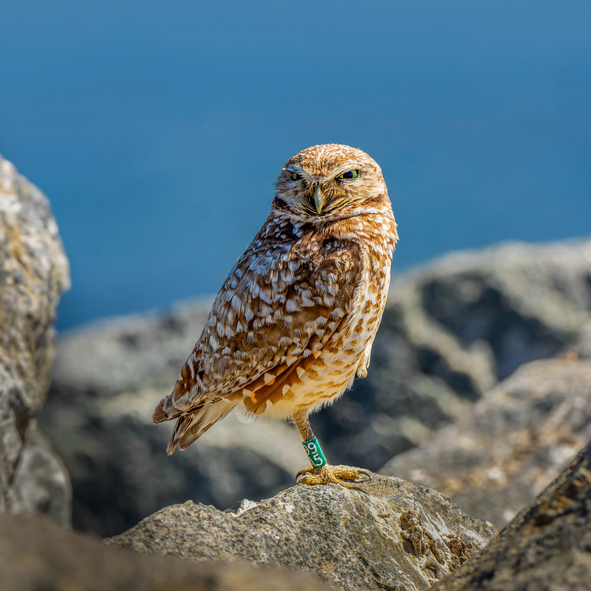 Burrowing Owl
