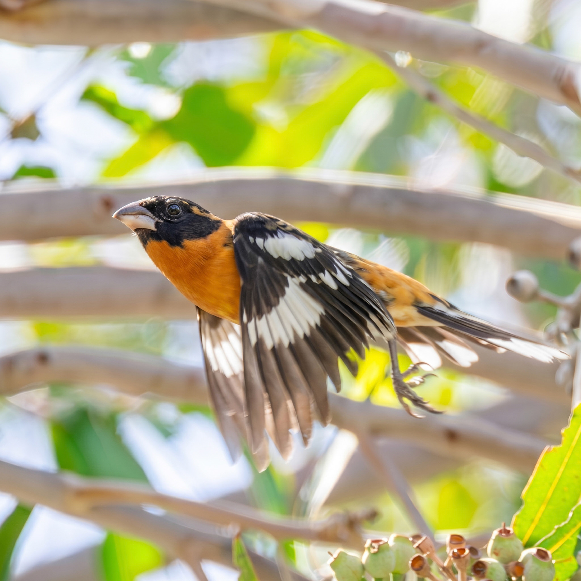Black-Headed Grosbeak