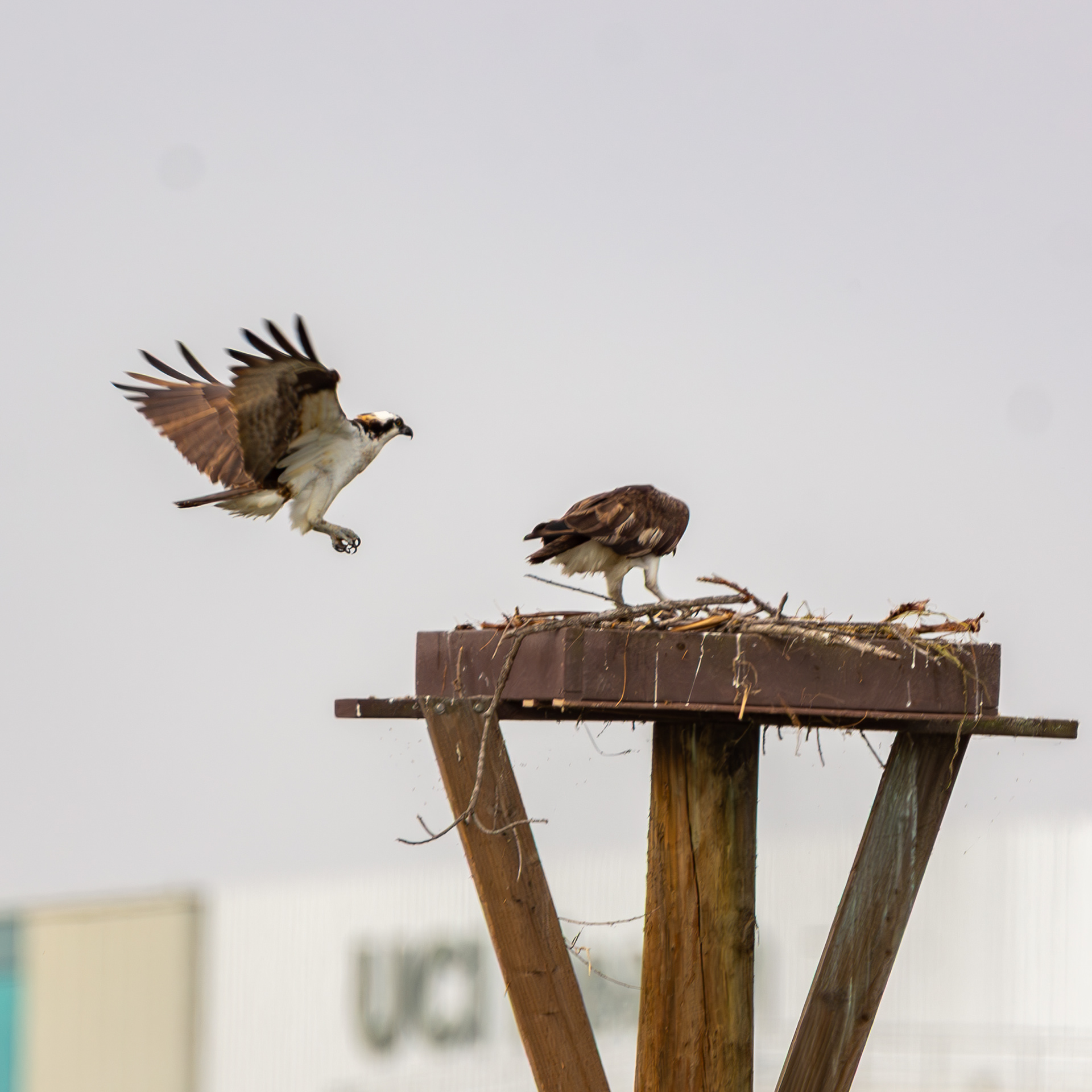 Osprey