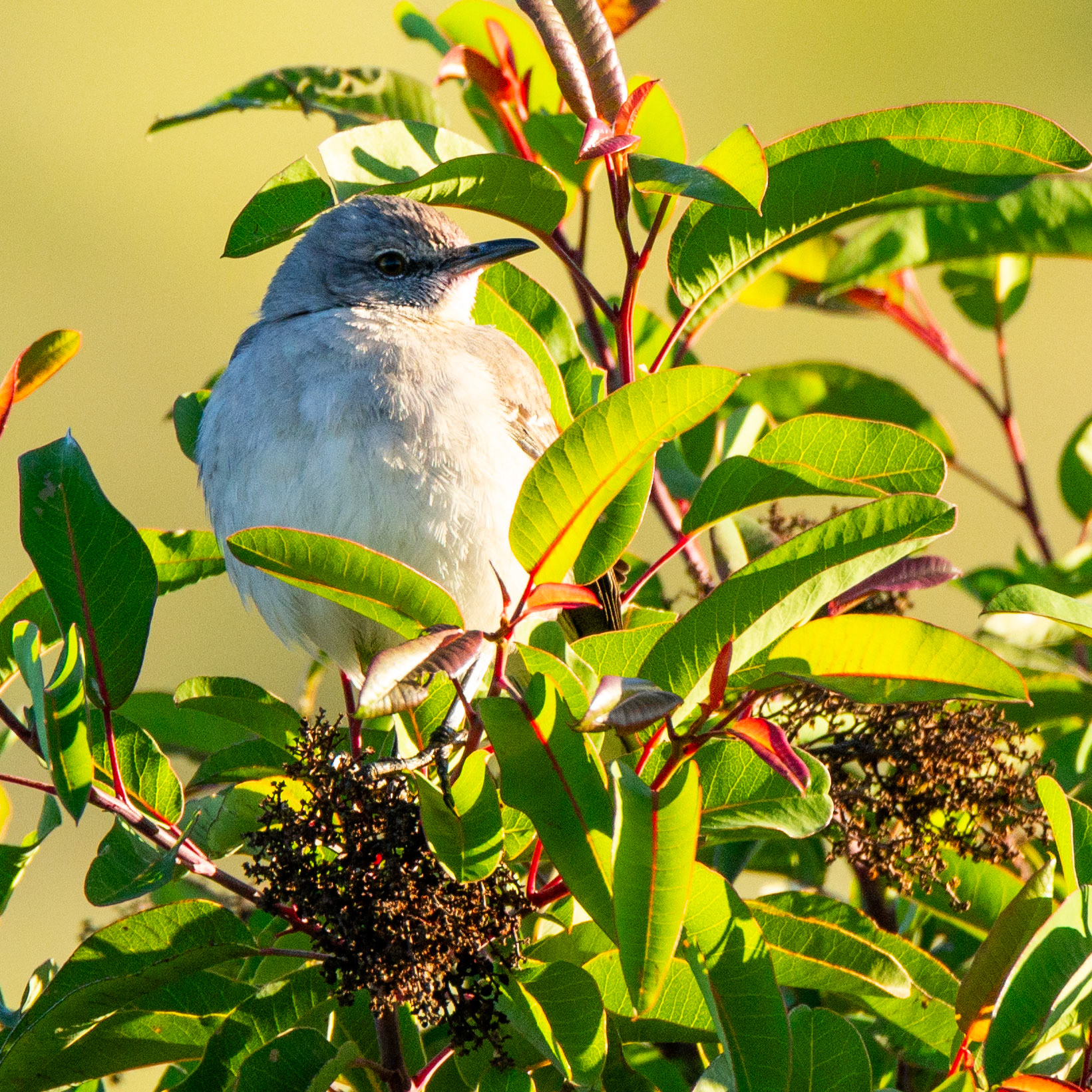 Northern Mockingbird