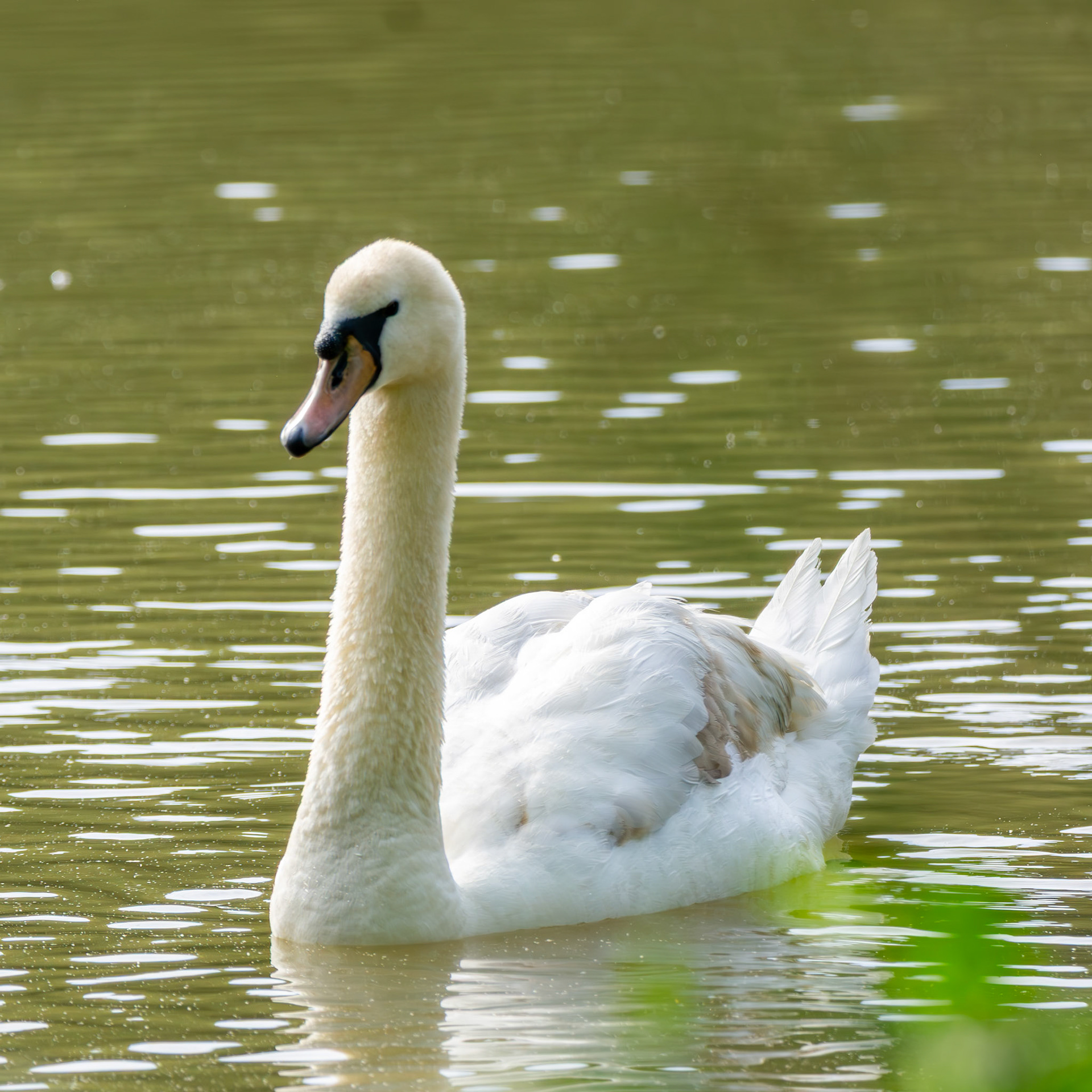 Mute Swan