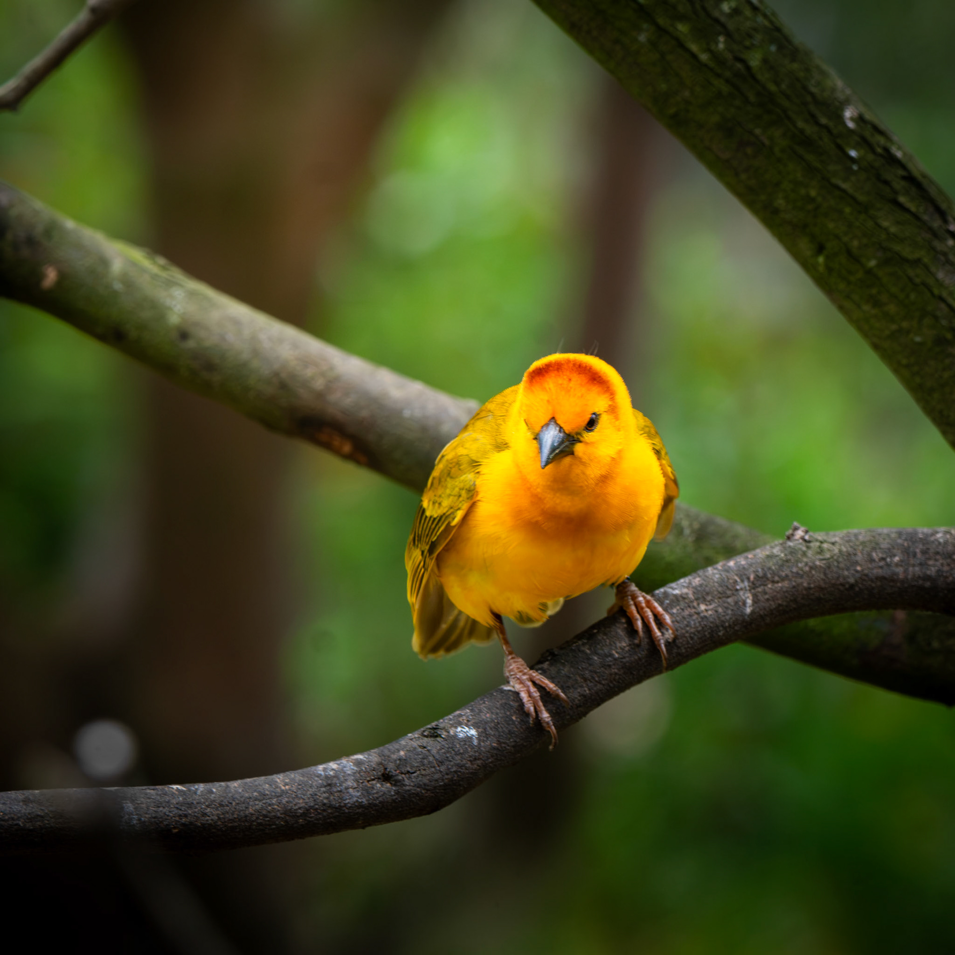 Taveta Weaver