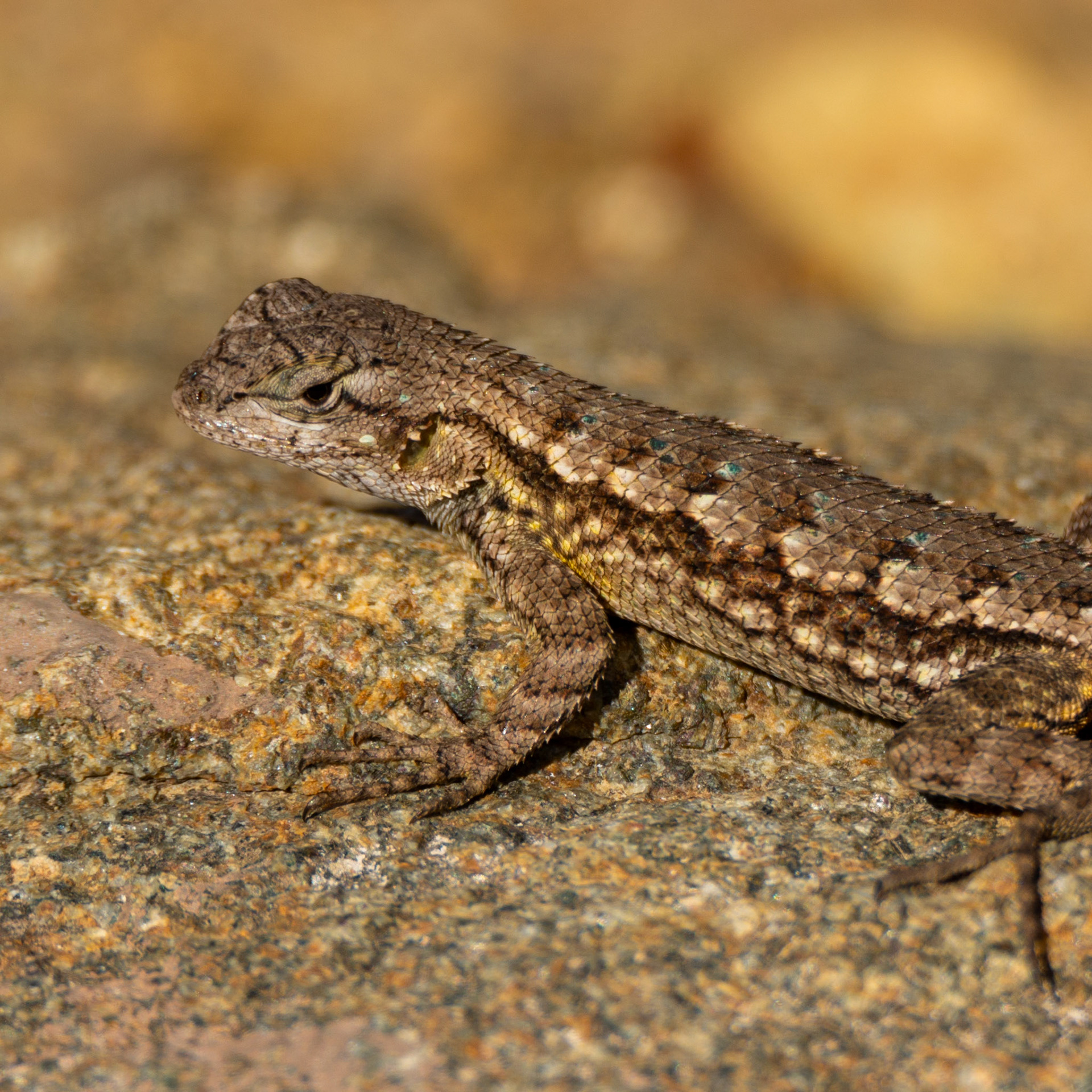 Western Fence Lizard
