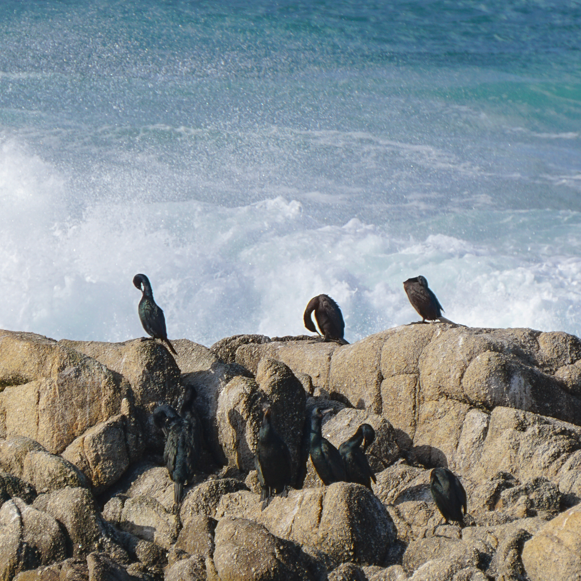 Pelagic Cormorant