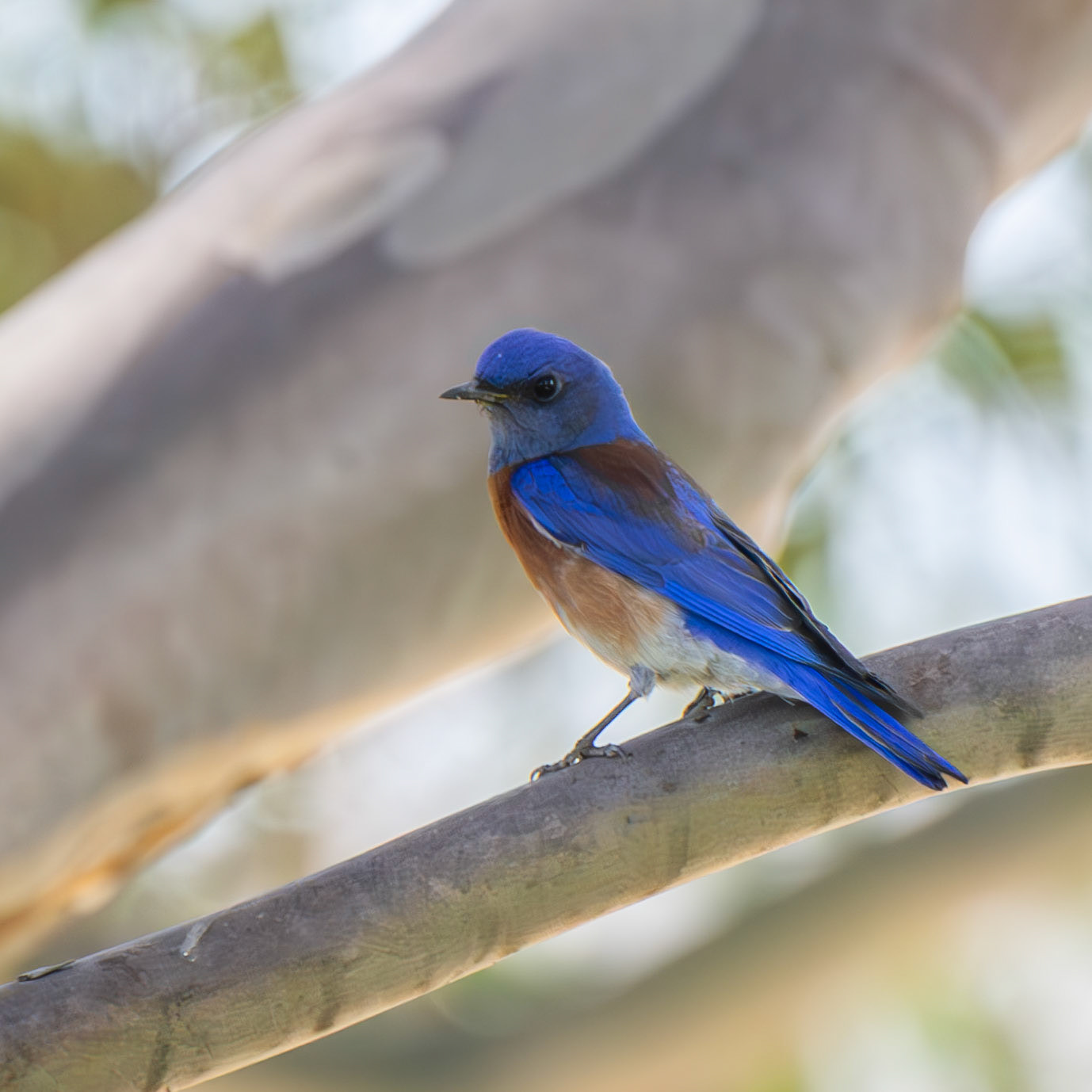 Western Bluebird