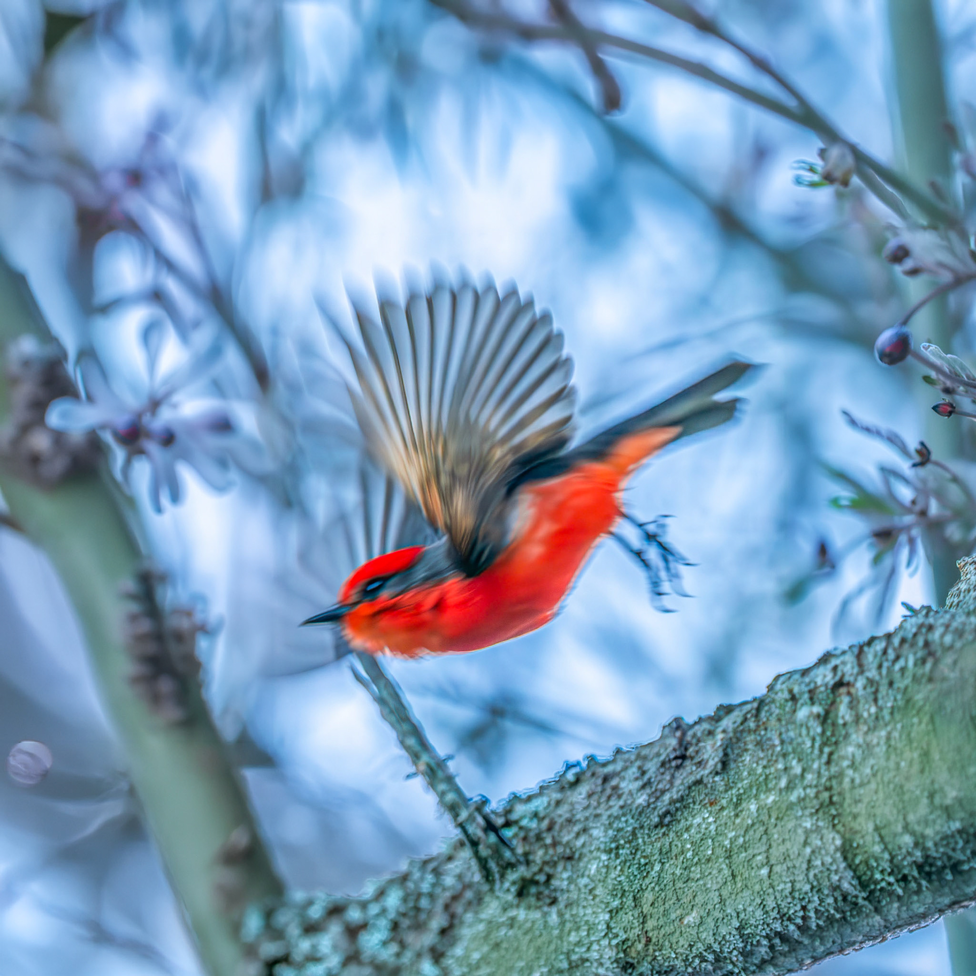 Vermillion Flycatcher