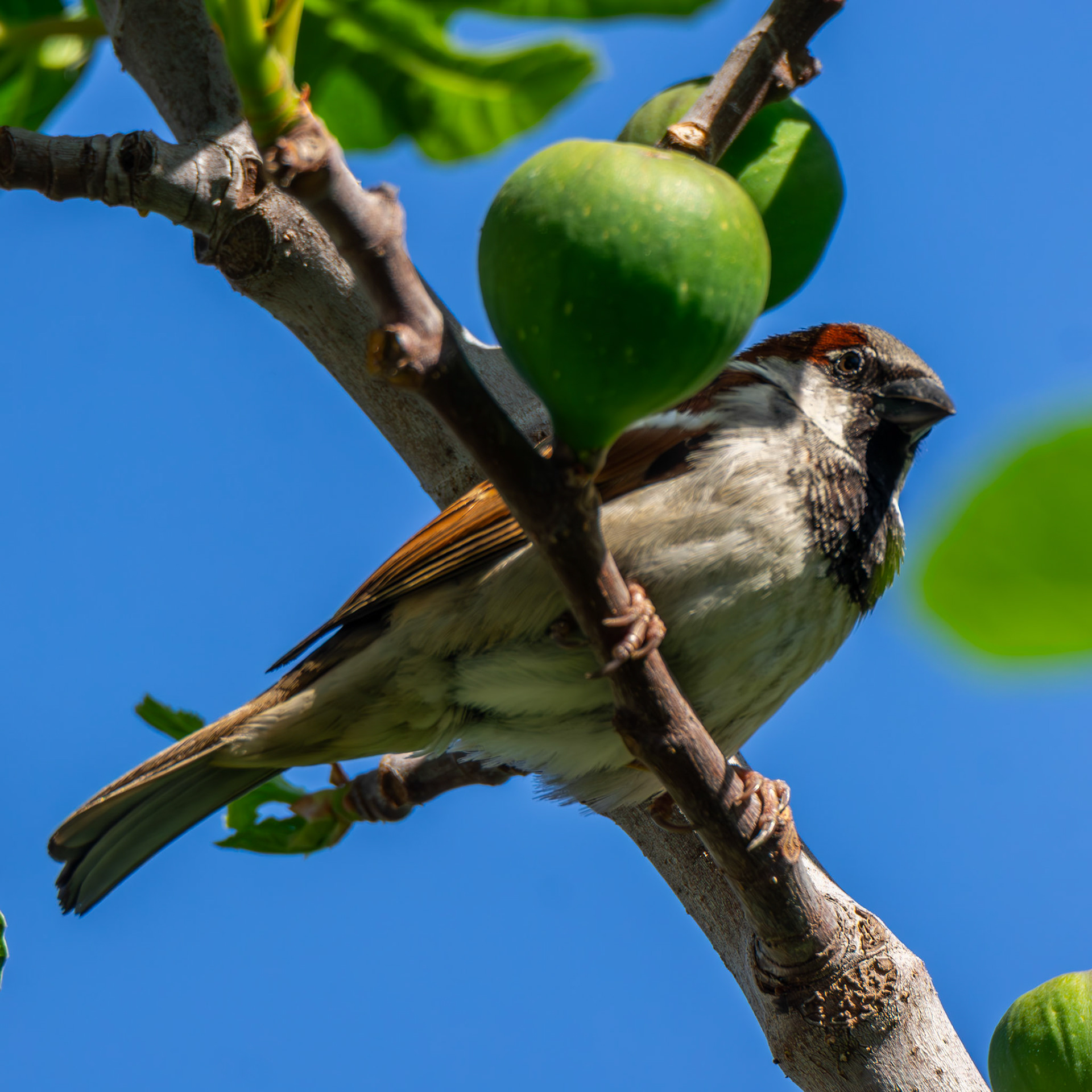 House Sparrow