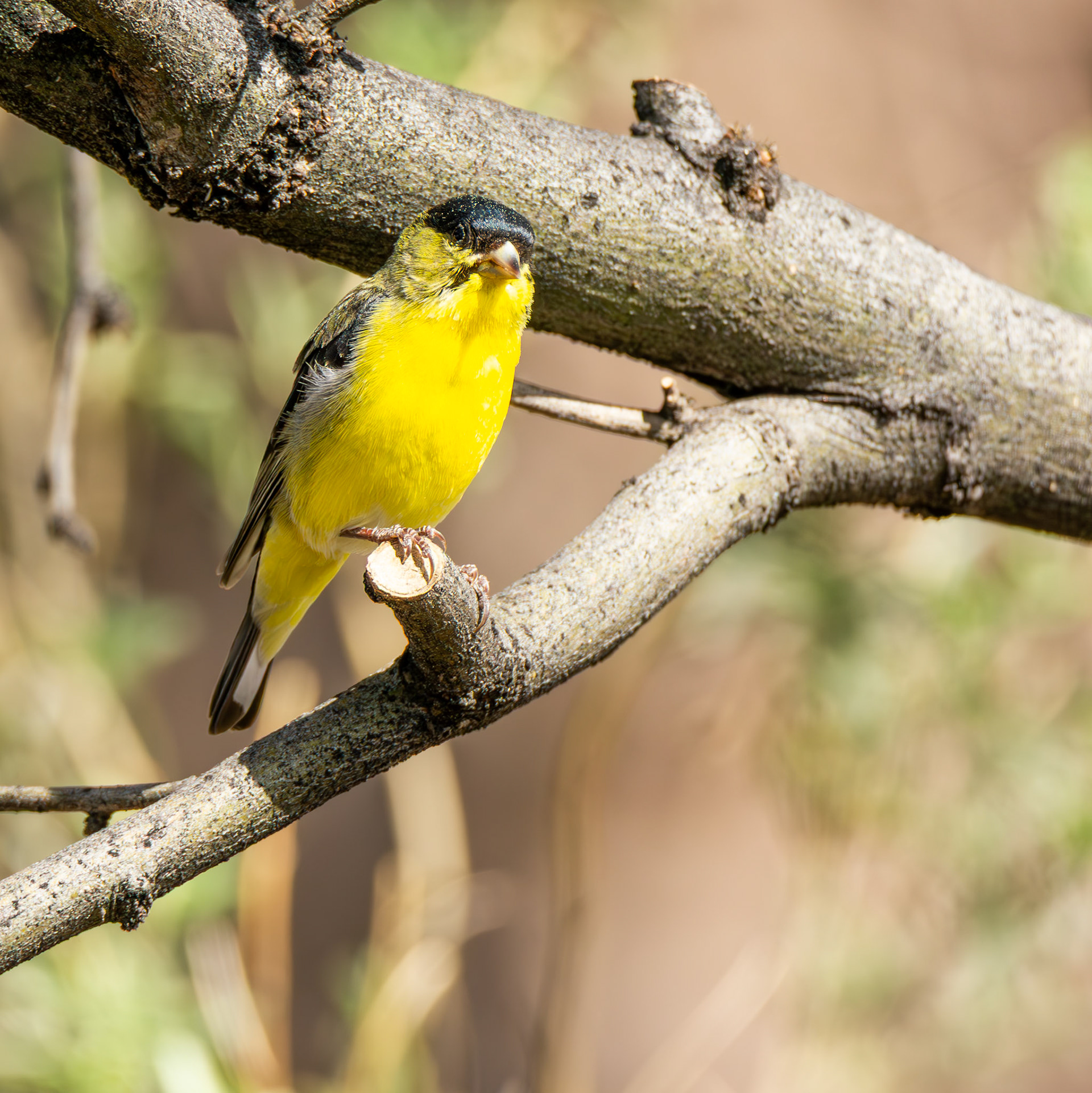 Lesser Goldfinch