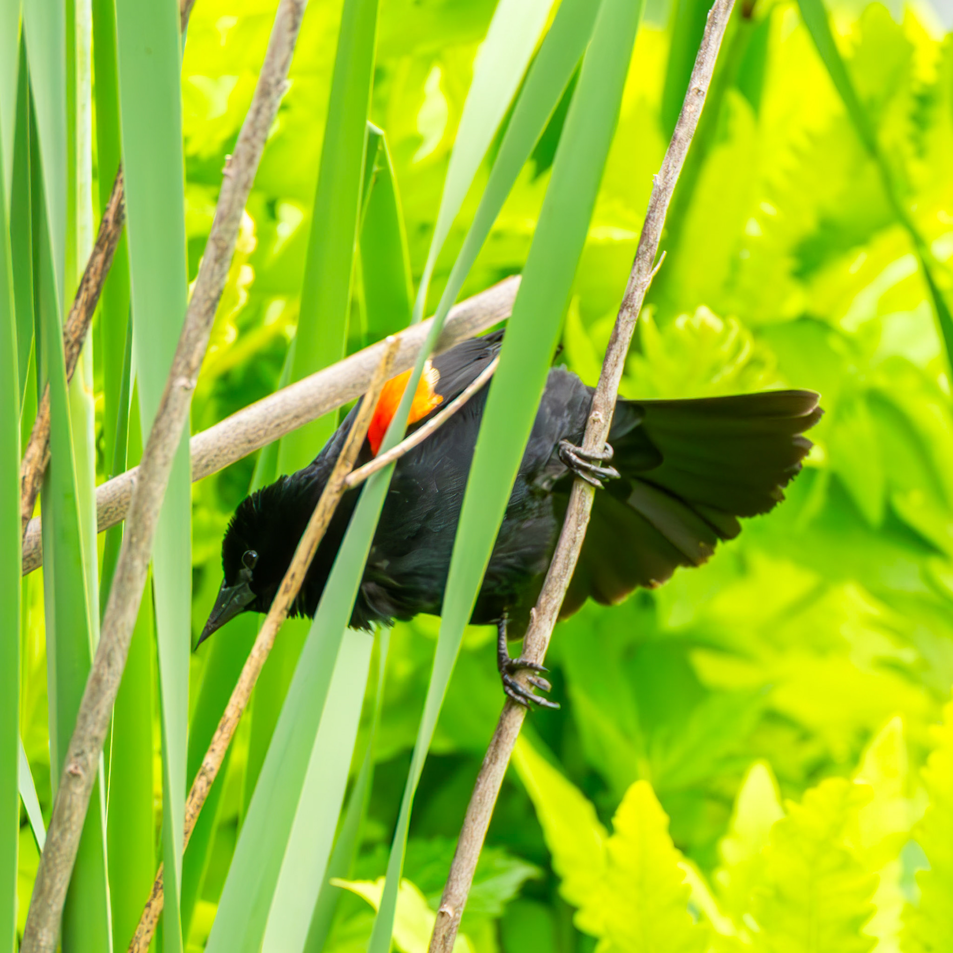 Red-Winged Blackbird
