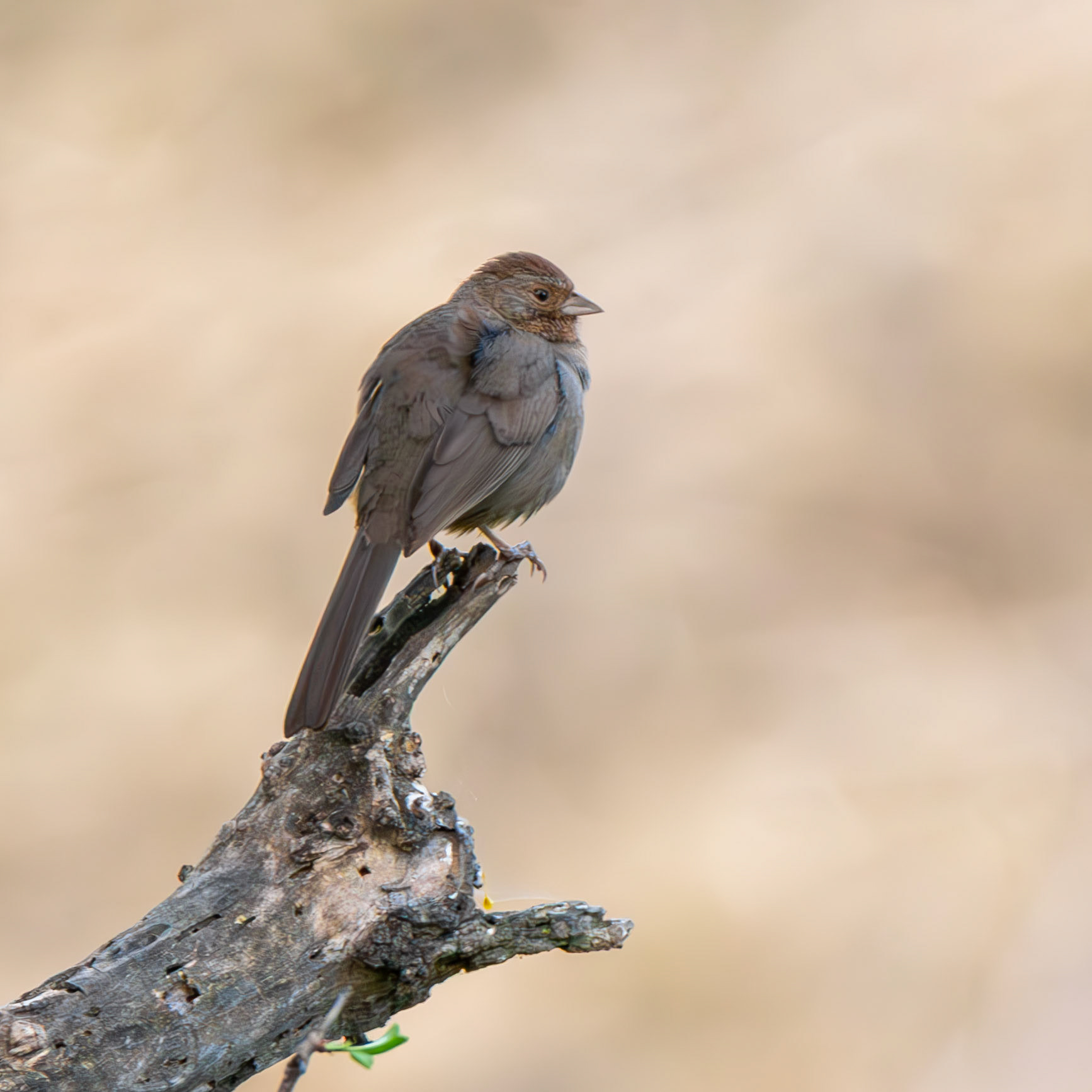 California Towhee