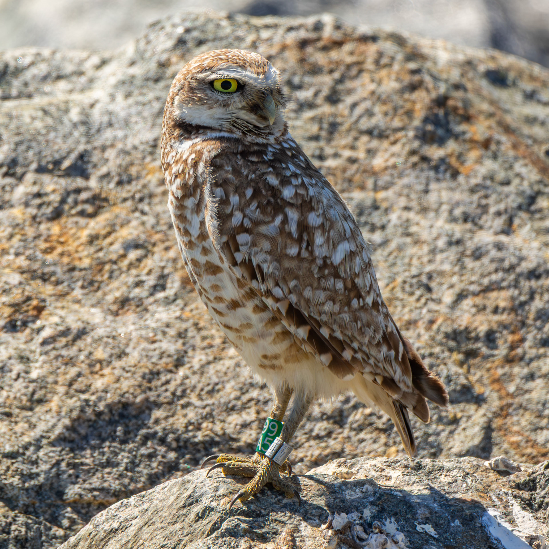 Burrowing Owl