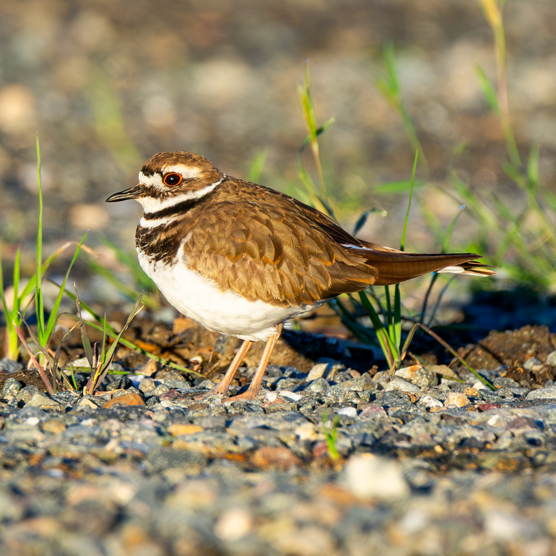 Killdeer
