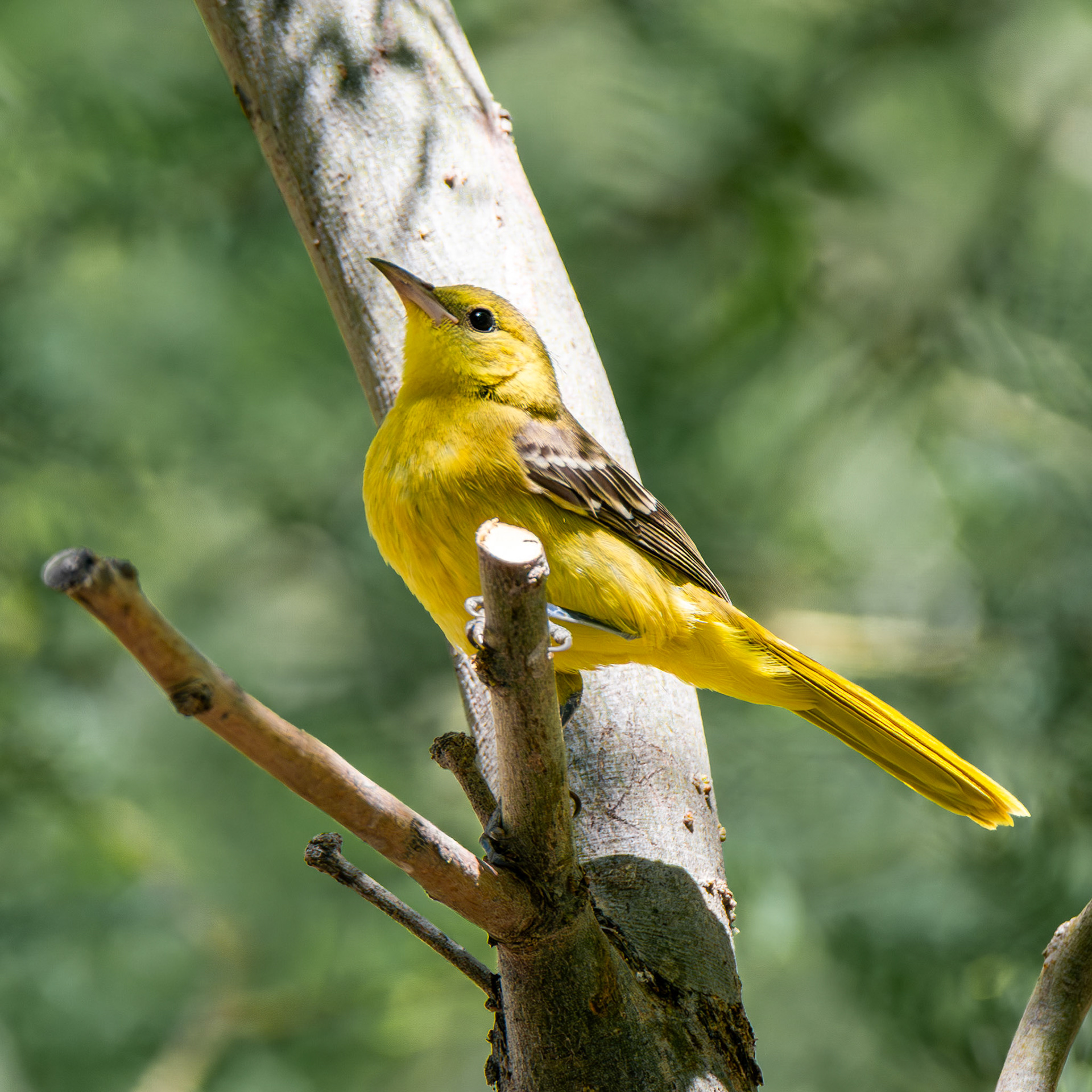 Hooded Oriole