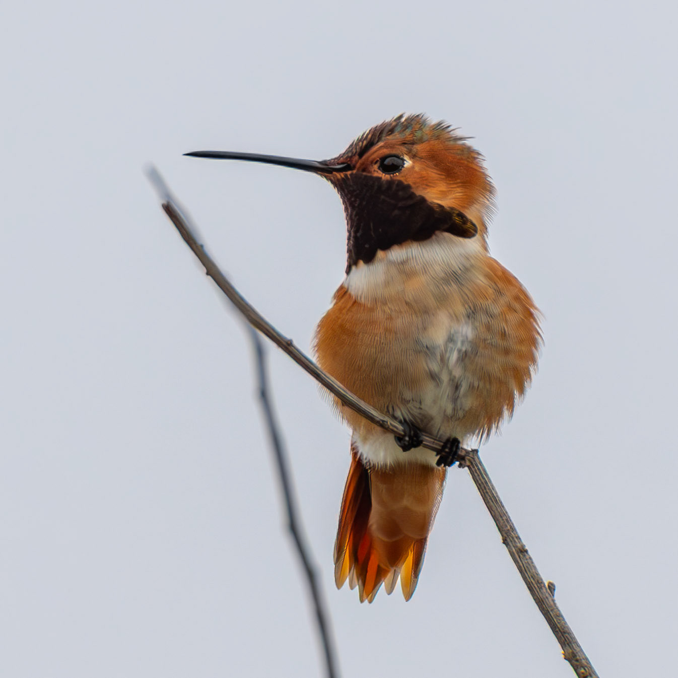 Allen's Hummingbird